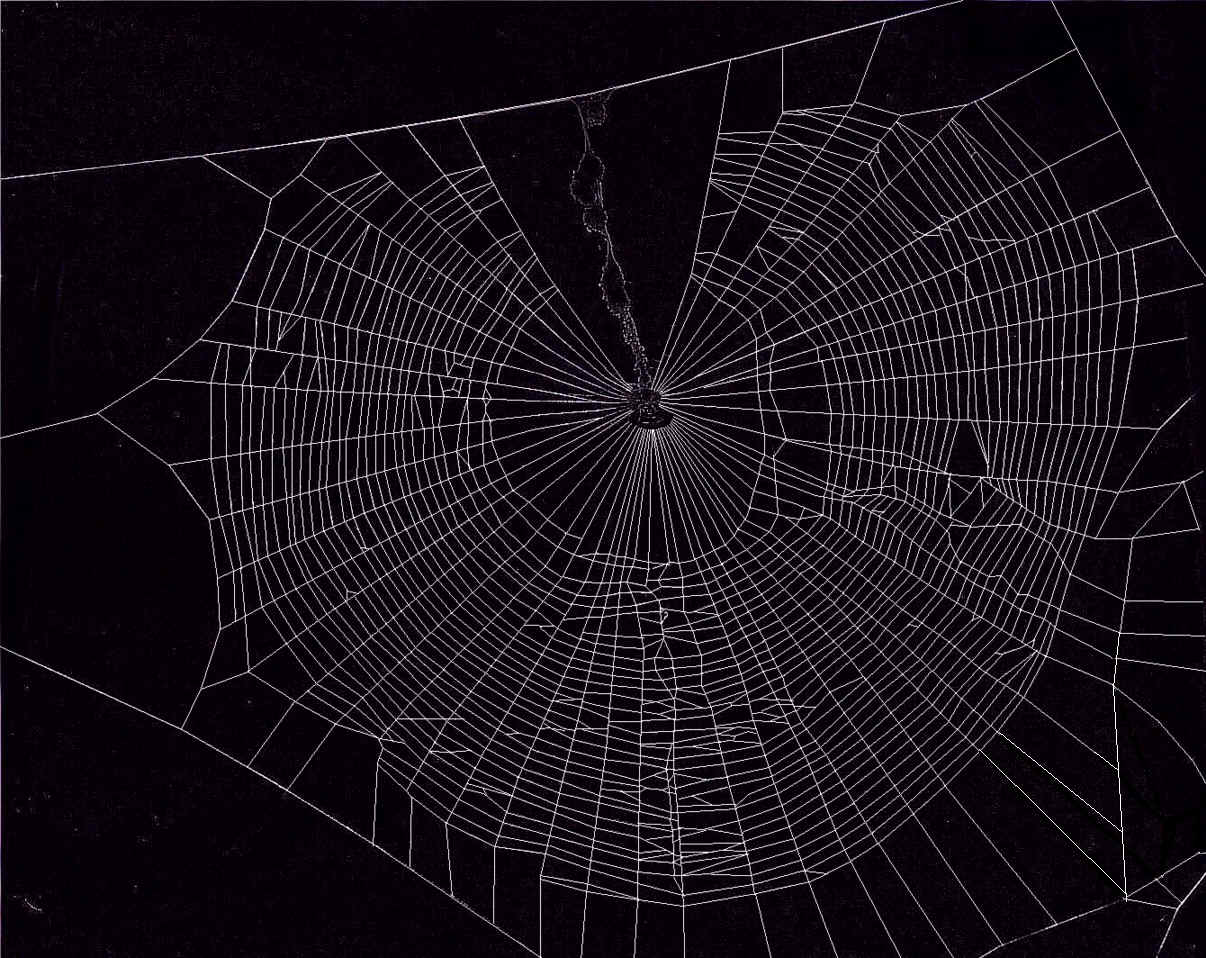 Spider web, Spider, Abstract art wallpaper