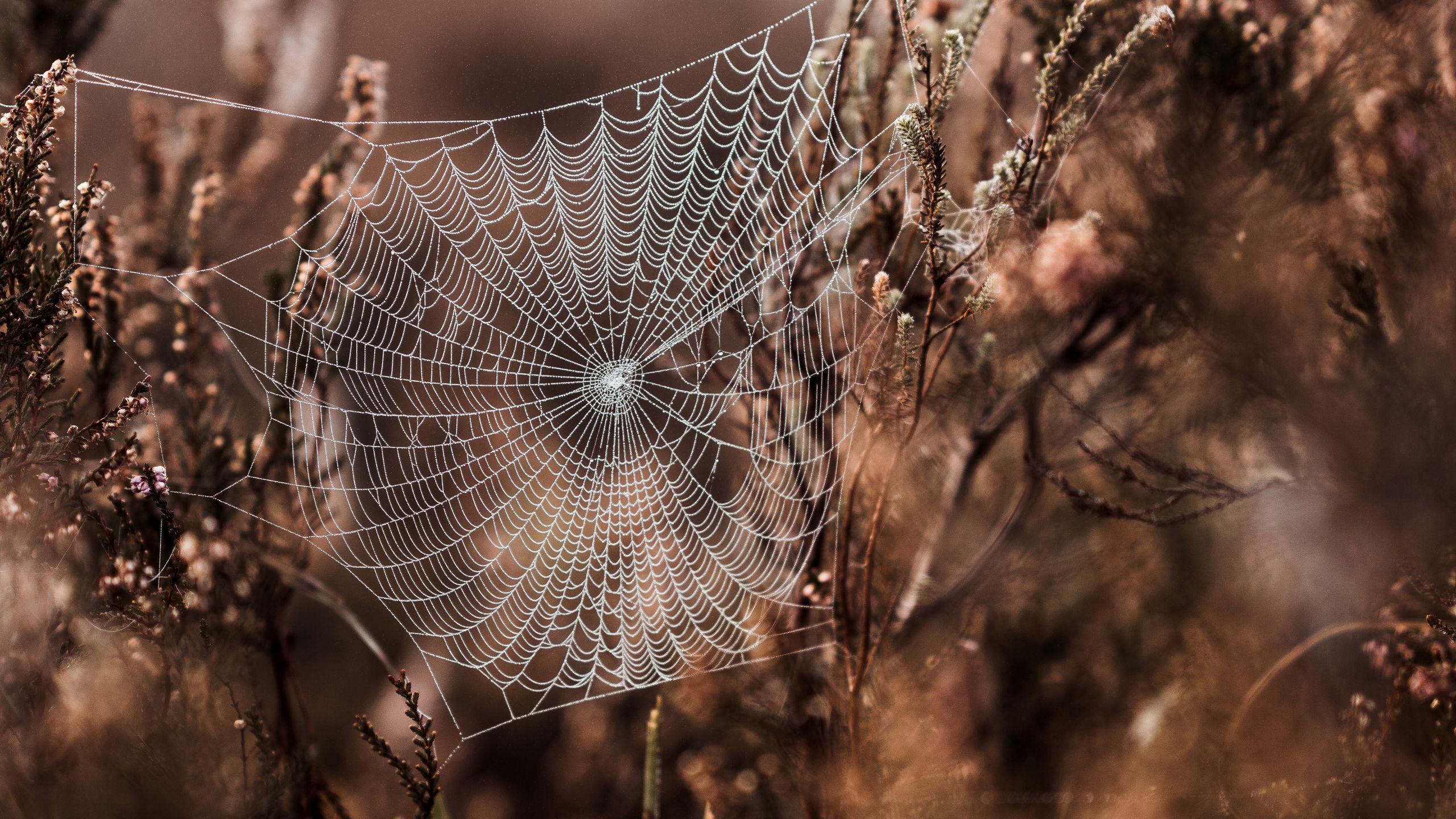 Cobweb Wallpapers - Wallpaper Cave