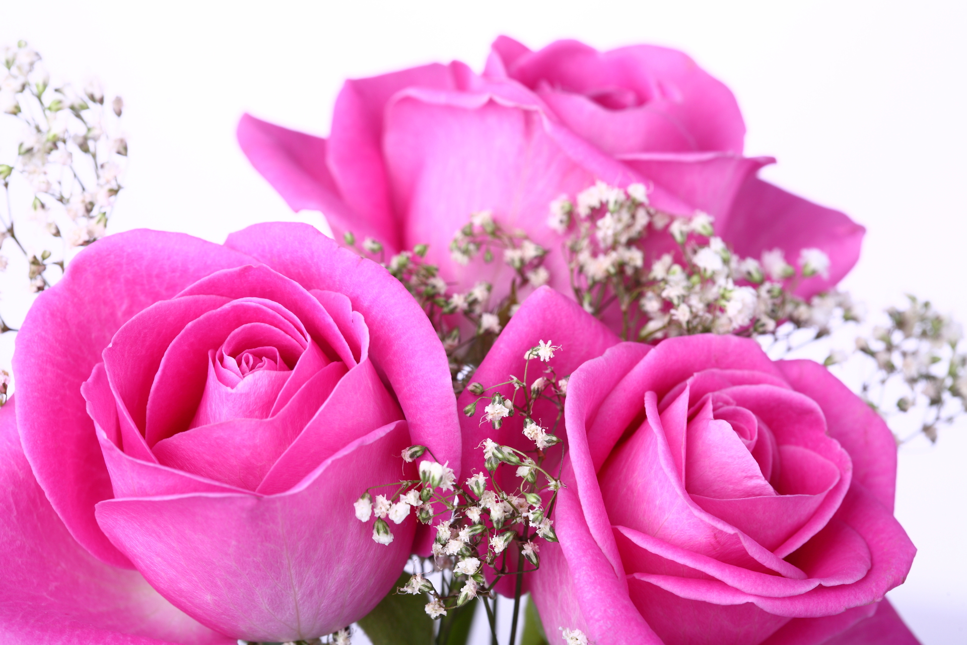 Pink Roses Picture HD Wallpaper Pink Rose Flowers Wallpaper & Background Download