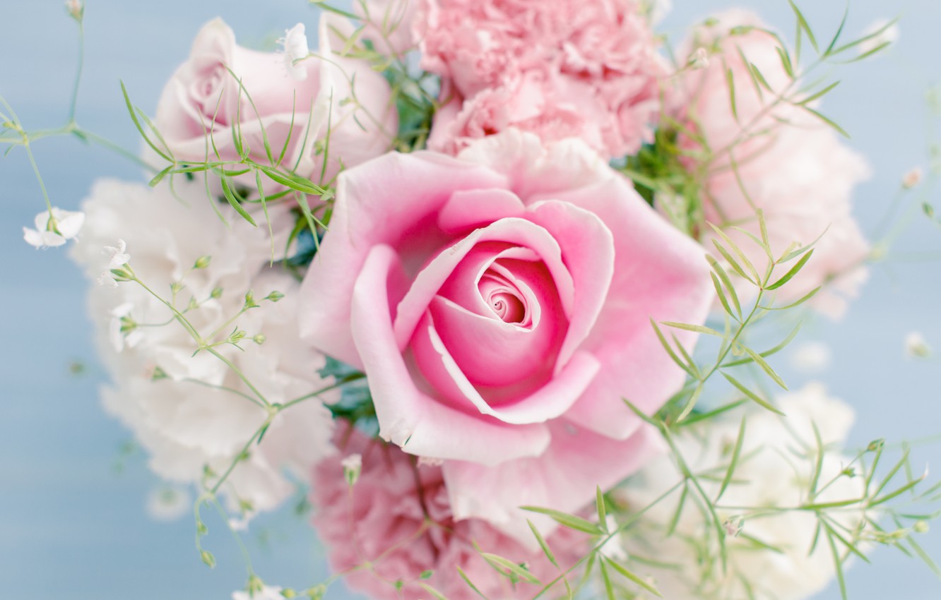 Wallpaper flowers, beautiful, flowers, beautiful, Pink rose, Pink rose image for desktop, section цветы