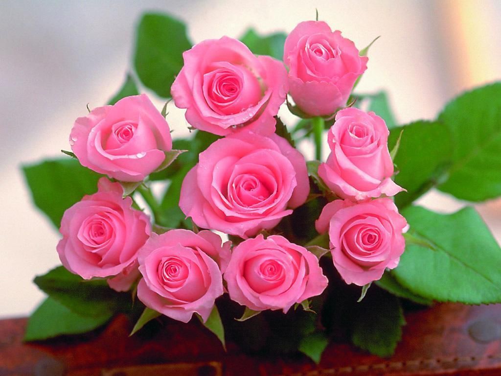 Roses Wallpaper: The Rose of Love. Beautiful pink roses, Flower seeds, Beautiful flowers