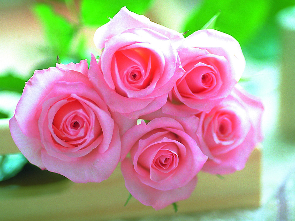 Beautiful Pink Roses wallpaperx768