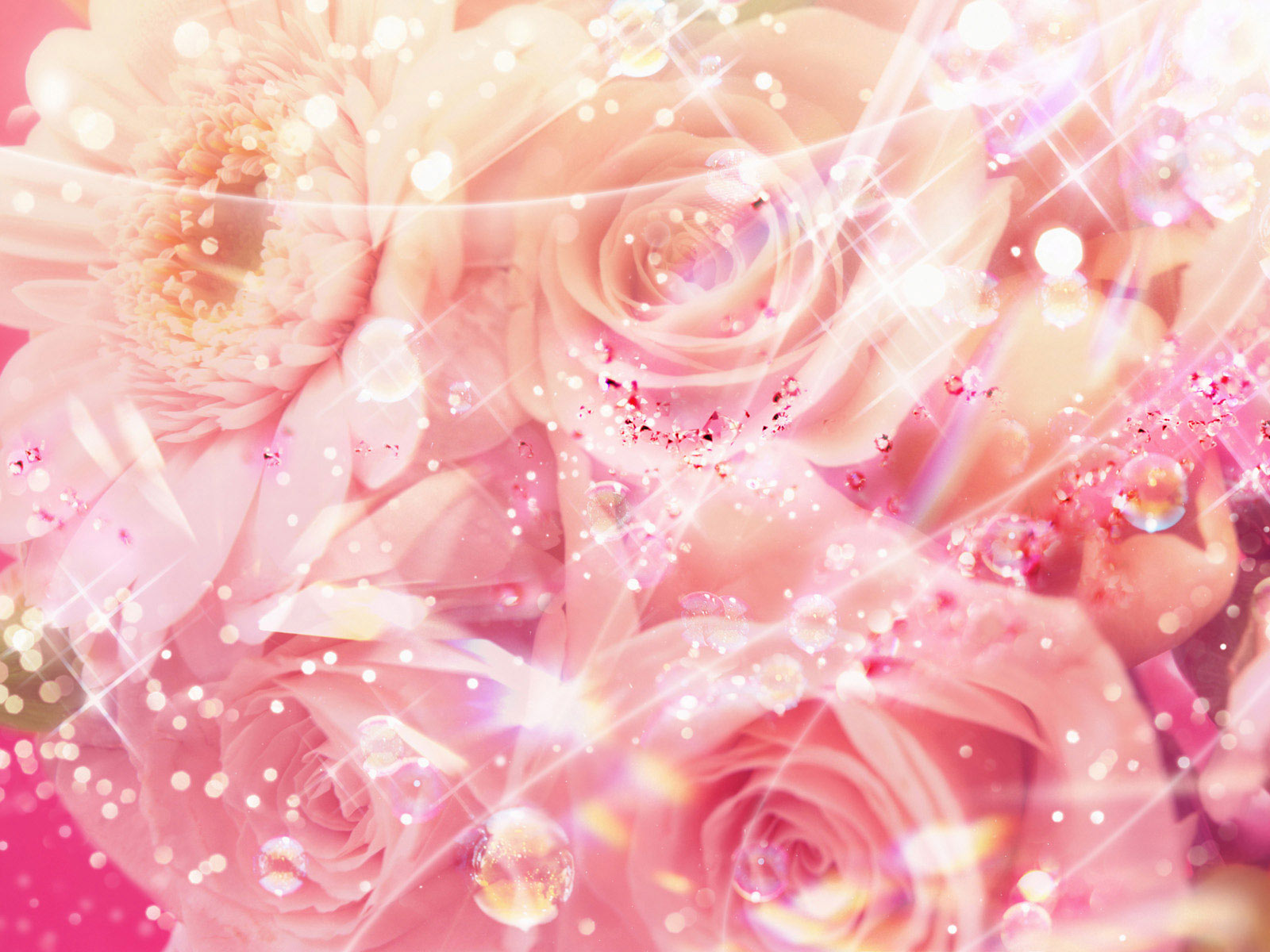 Pretty Pink Rose Wallpaper Pink Roses Background