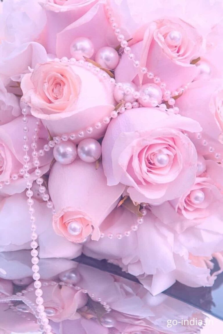 Romantic Pink Rose Wallpaper, Image and Pics