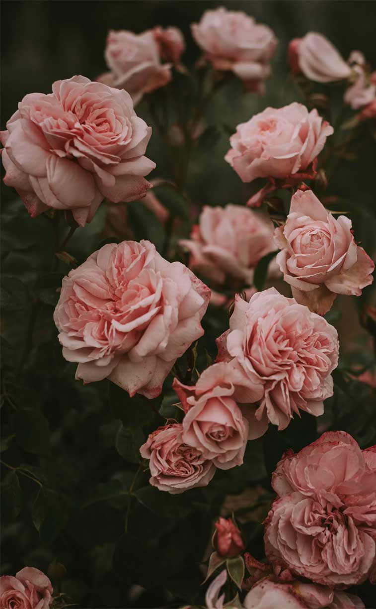Beautiful Pink roses Wallpaper