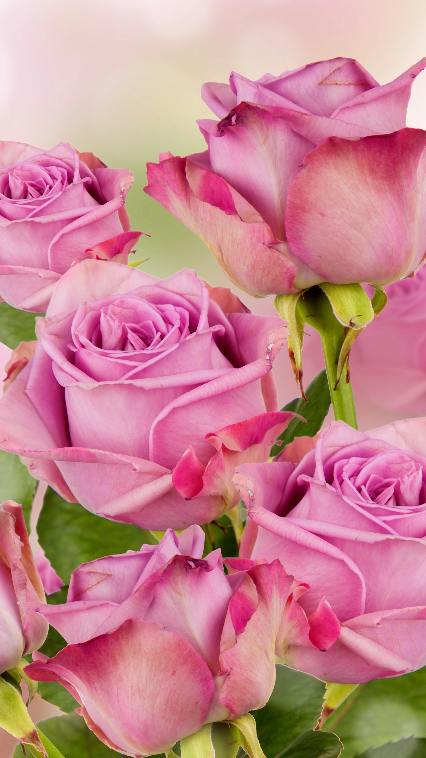 Flowers / Pink Roses Wallpaper New Year Beautiful Wallpaper & Background Download