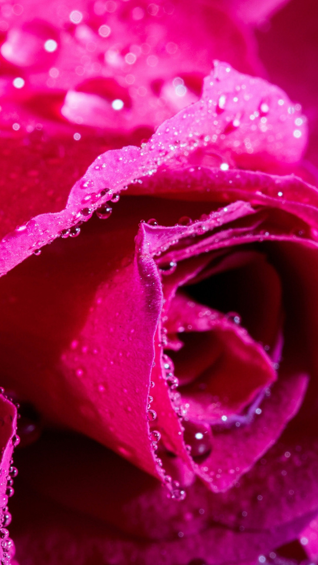 Beautiful Pink Rose Wallpaper 45570