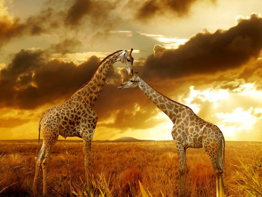 Buy SAFARI Wallpaper for Children  Kids Safari Jungle Animals Online in  India  Etsy