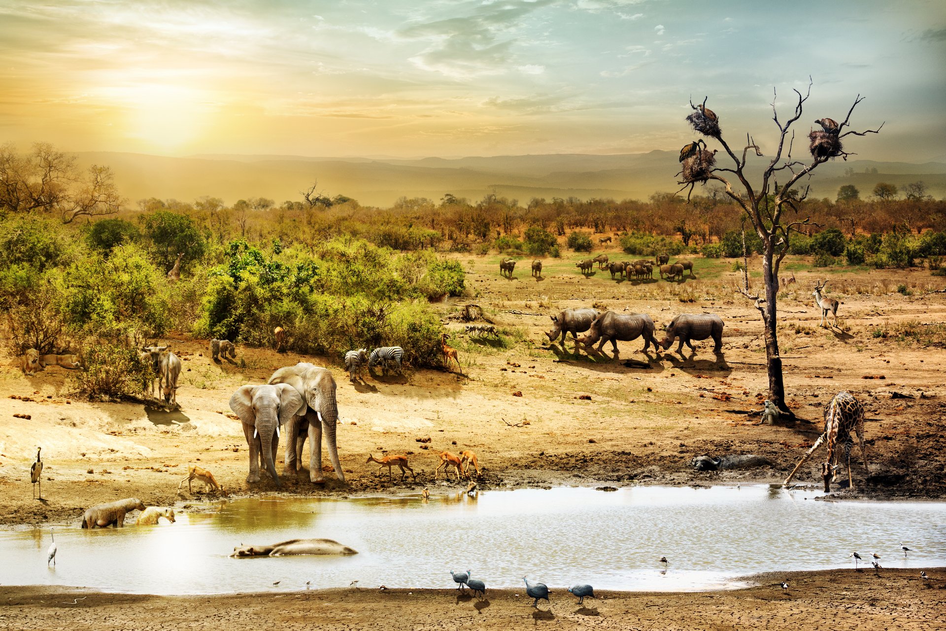Safari Animal HD Wallpaper and Background Image