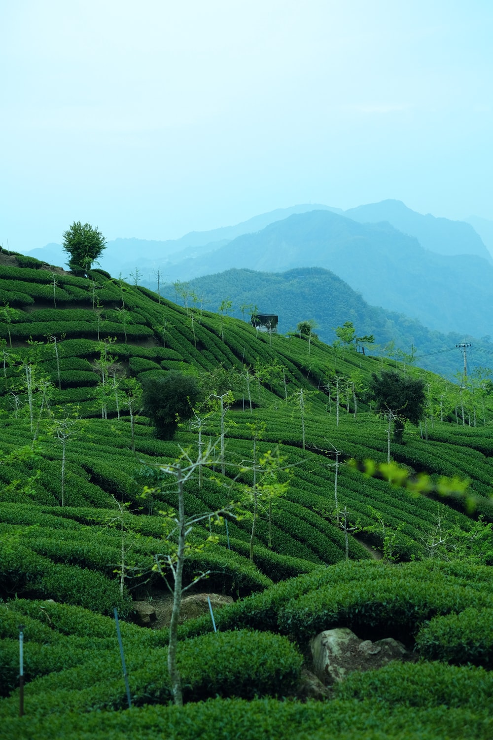 Tea Plantations Wallpaper