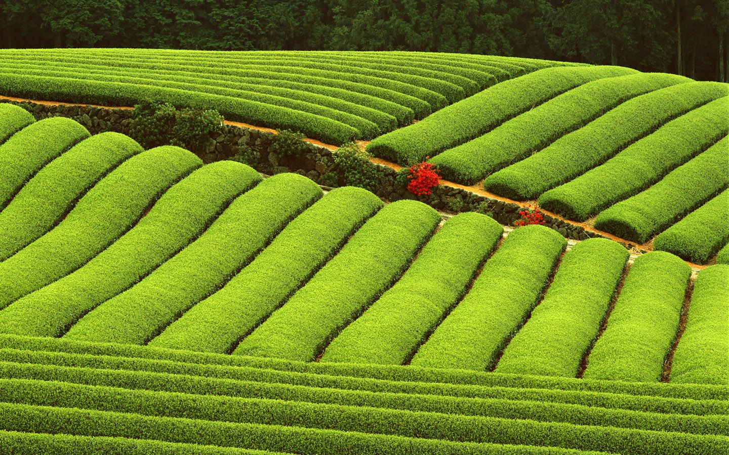 Photography. Tea wallpaper, Tea, Tea farm