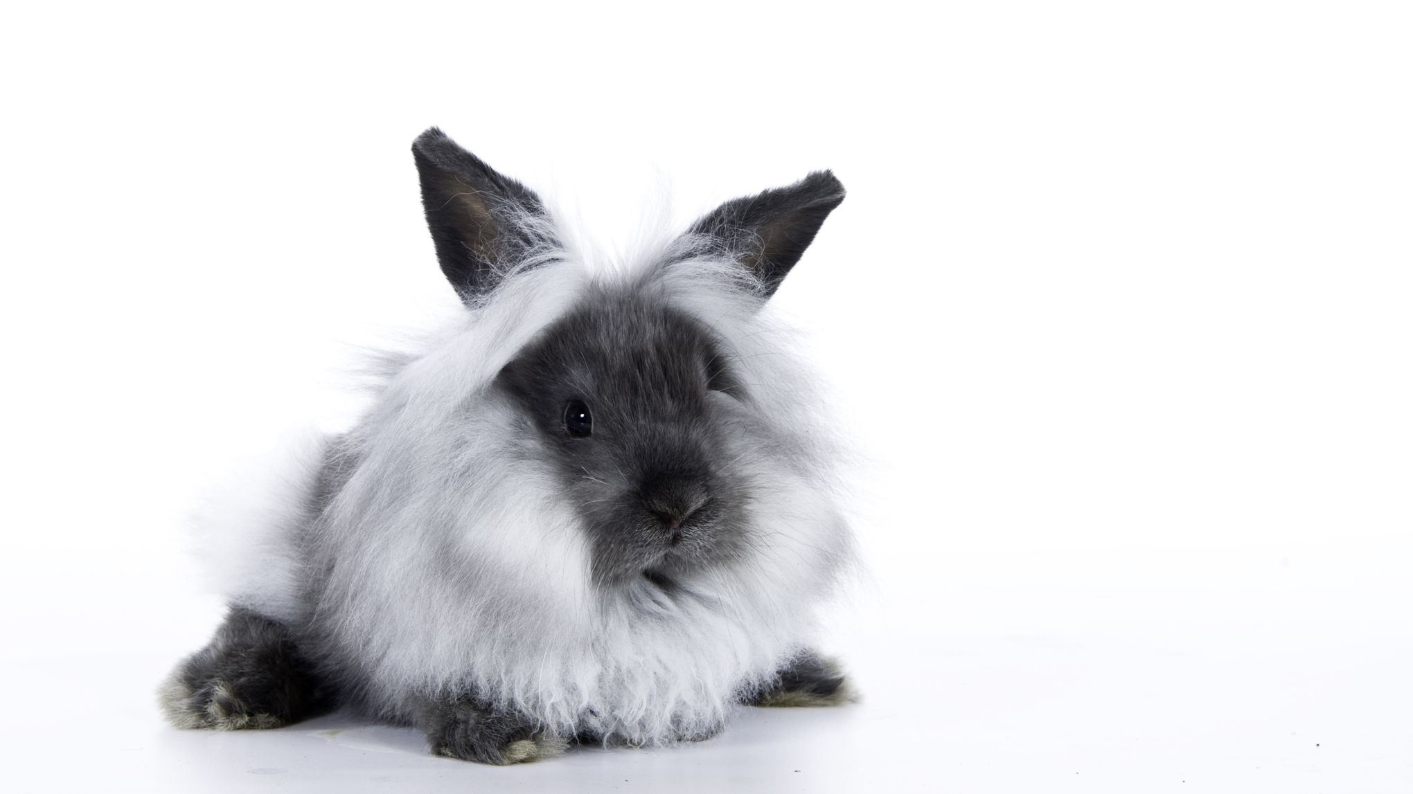 How to Care for a Pet Lionhead Rabbit