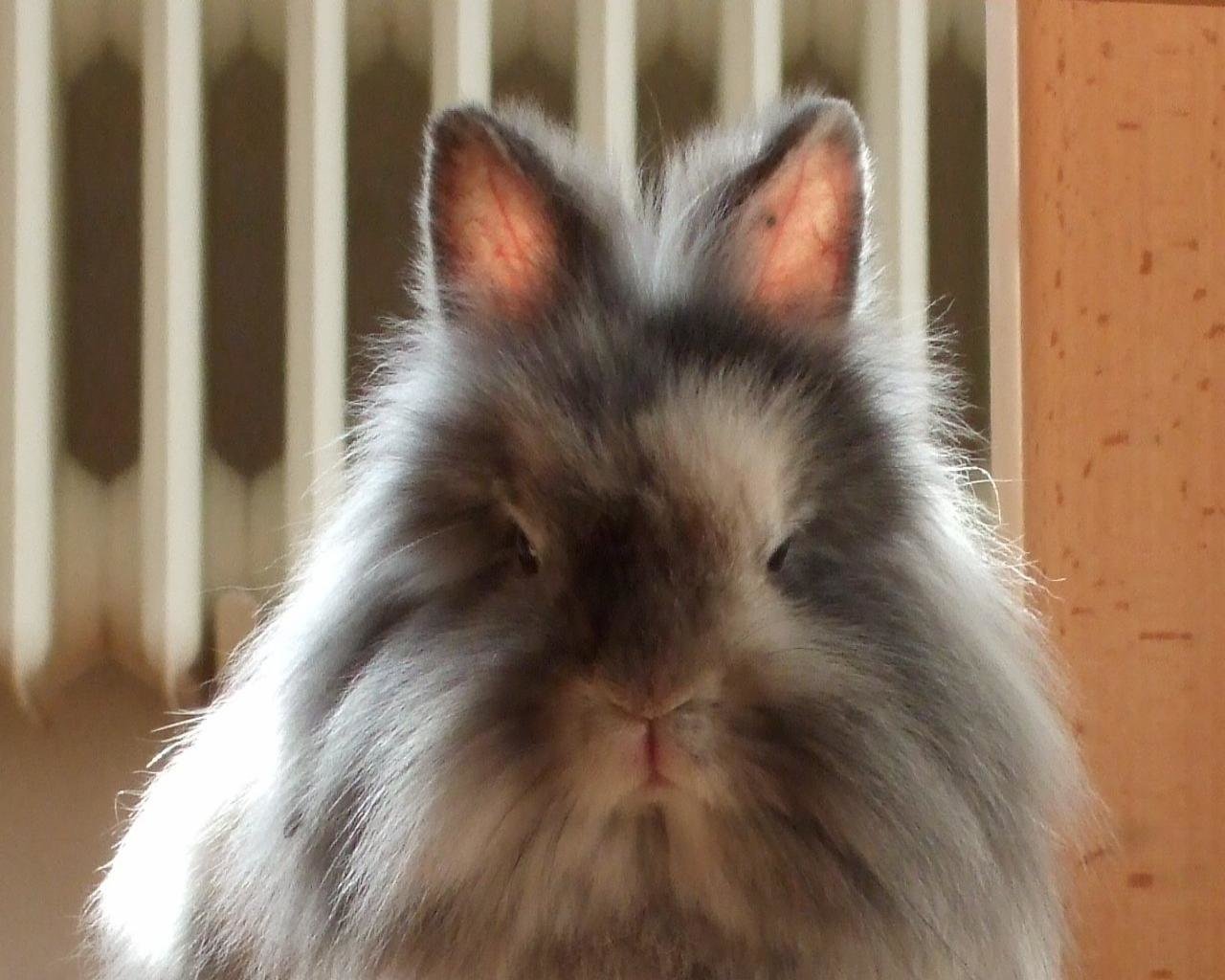 Free Rabbit & Bunny High Quality Wallpaper Id Rabbit Wallpaper & Background Download