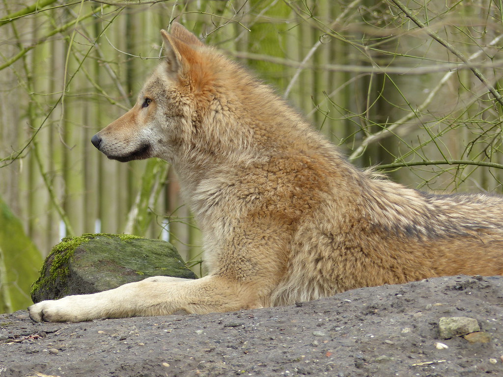 Mackenzie Valley Wolf. Canis Lupus Occidentalis