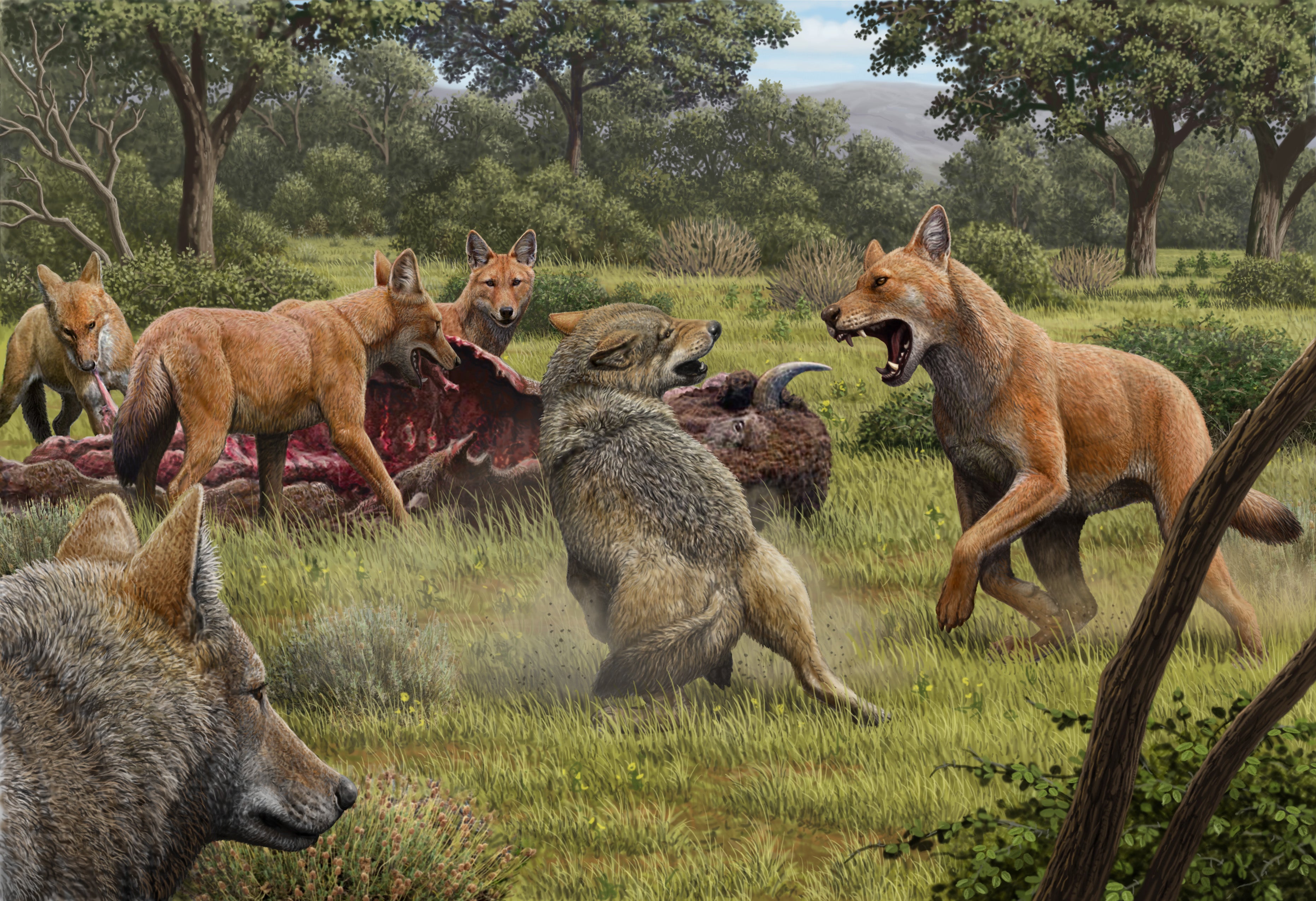 Dire Wolves Were Not Really Wolves, New