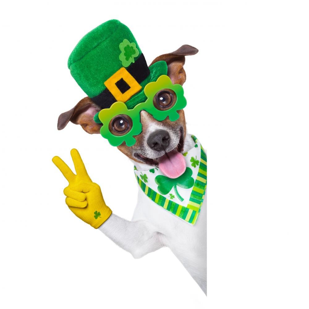 st patricks day dog apparel