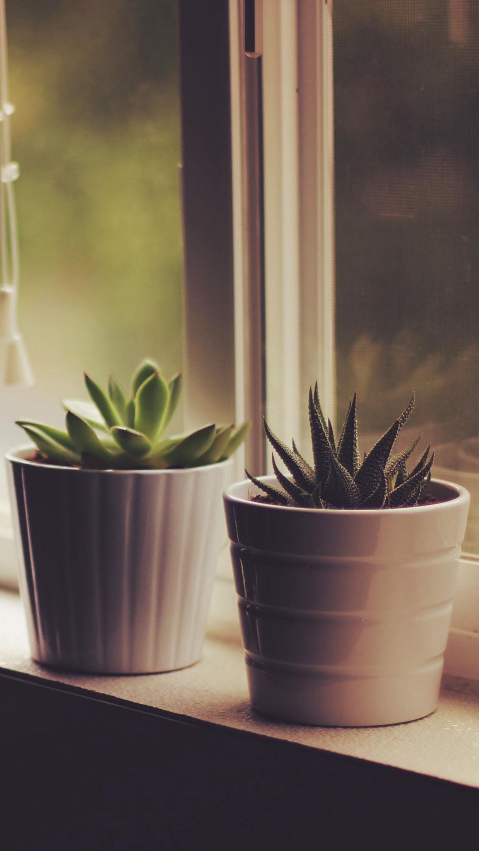 Download Wallpaper 938x1668 Flower Pots, Window Sill, Indoor Plants Iphone 8 7 6s 6 For Parallax HD Background