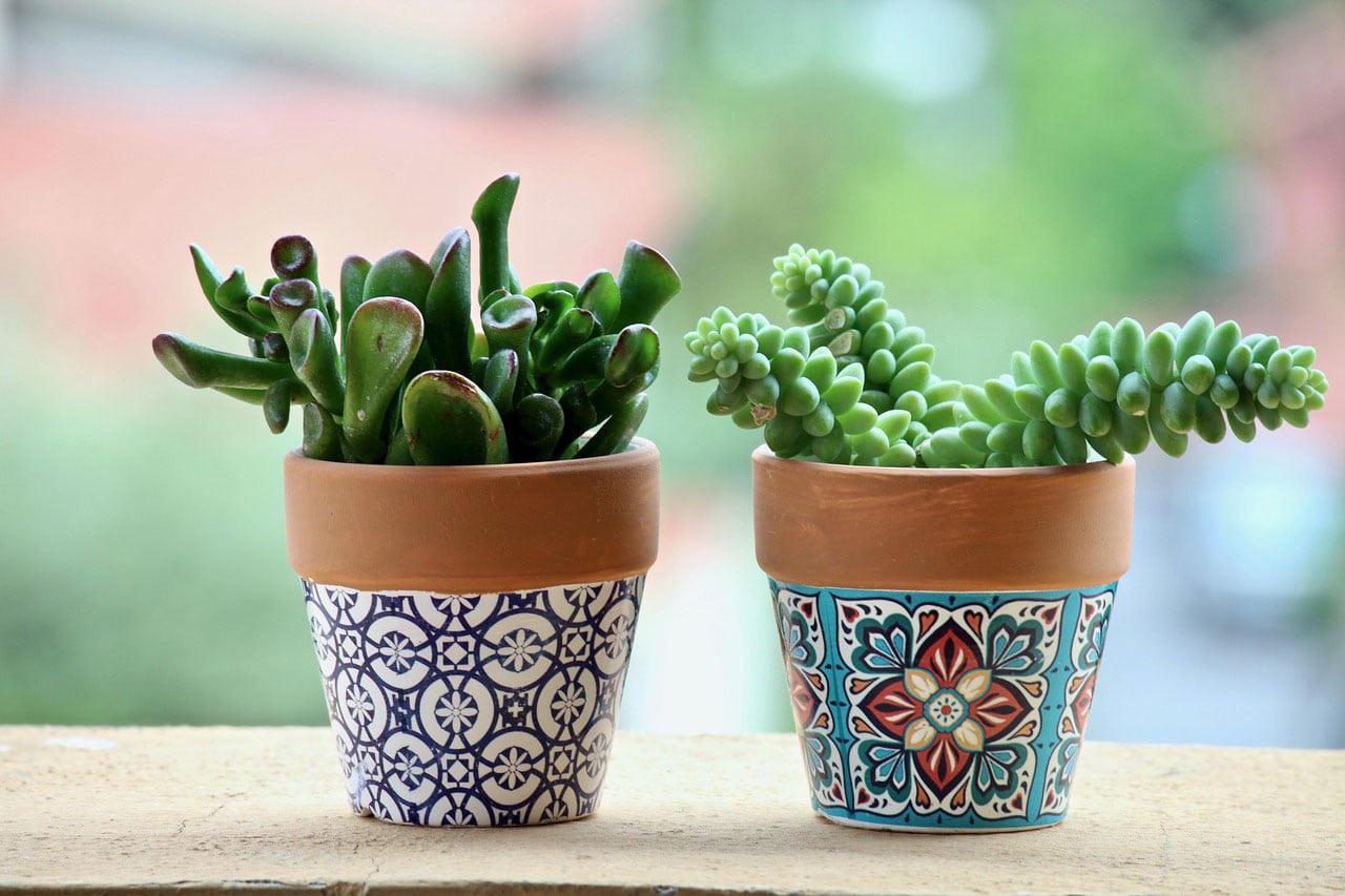 Potted plants don't actually improve indoor air quality