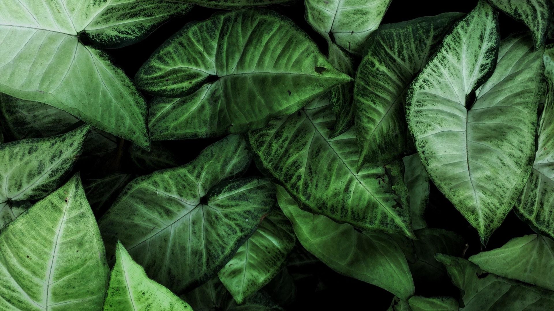 House plants, leaves wallpaper, HD image, picture, background, 3b1c20