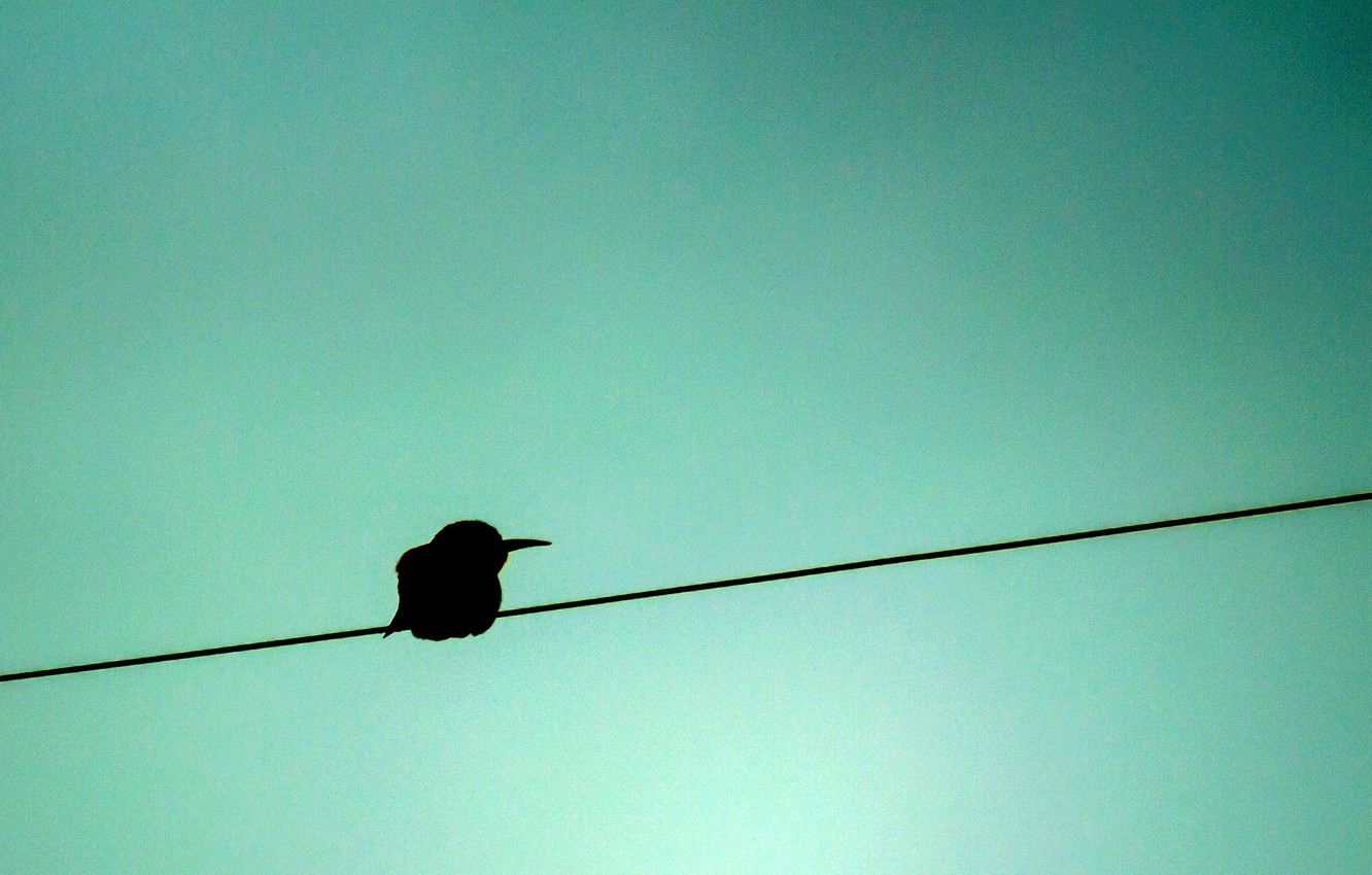 Wallpaper blue, background, bird, shadow, silhouette, wire, peeled, cheloeka image for desktop, section минимализм