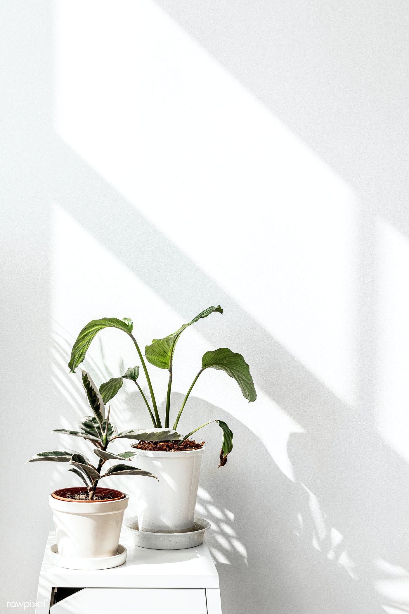 Tropical plants by a white wall with window shadow / Ji. White wallpaper for iphone, iPhone wallpaper plants, Minimalist wallpaper