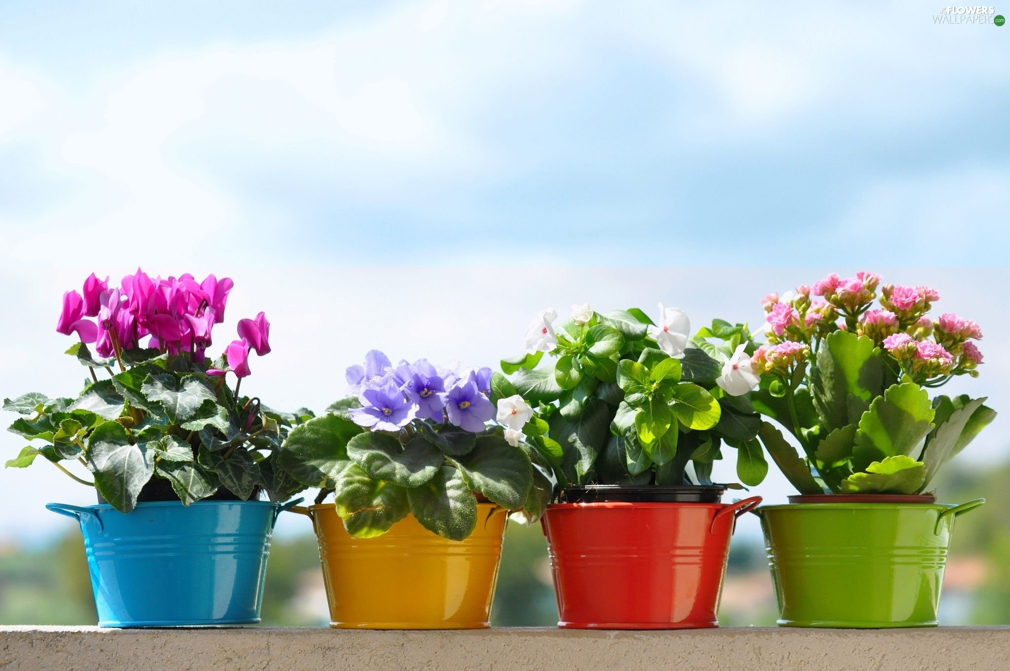 Potted Flowers Wallpaper Free Potted Flowers Background