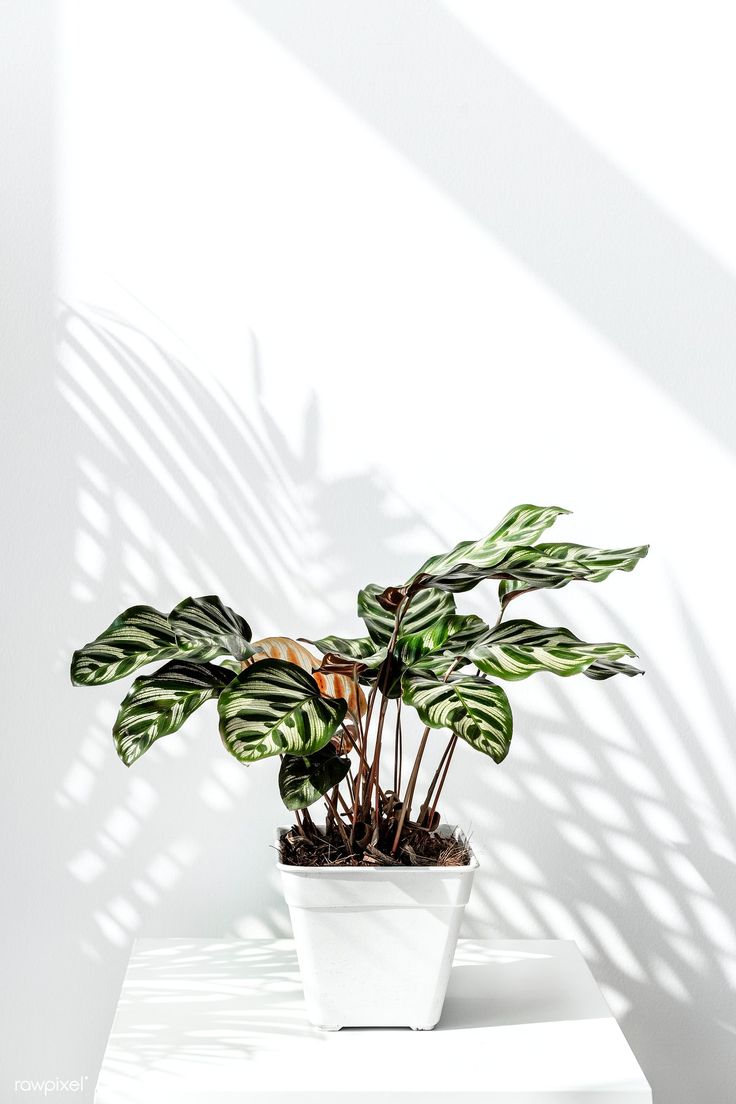 Calathea Makoyana pot by a white wall. premium image / Jira. Plants, Plant aesthetic, Leaves wallpaper iphone