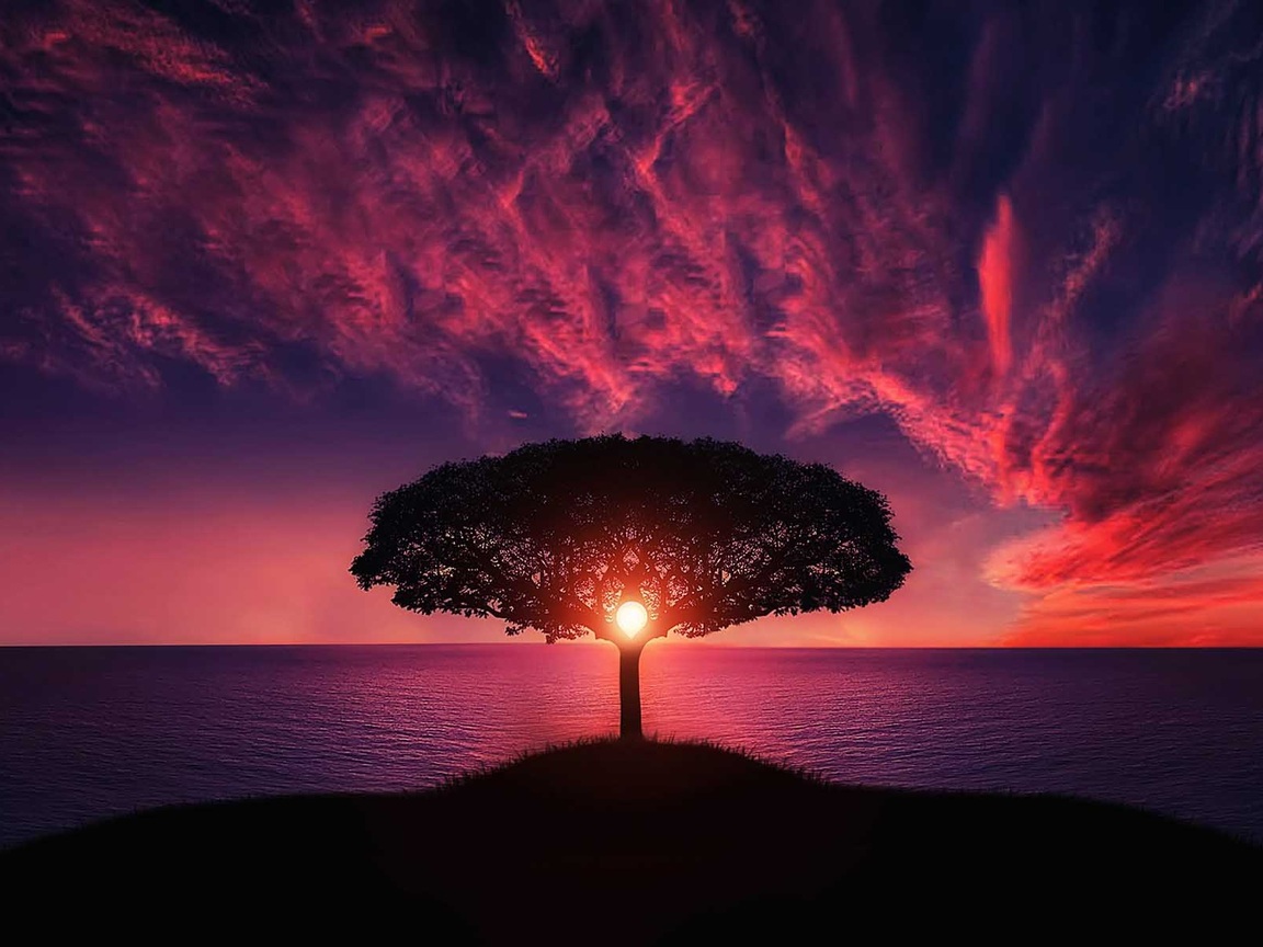 Sunset Tree Red Ocean Sky 1152x864 Resolution HD 4k Wallpaper, Image, Background, Photo and Picture