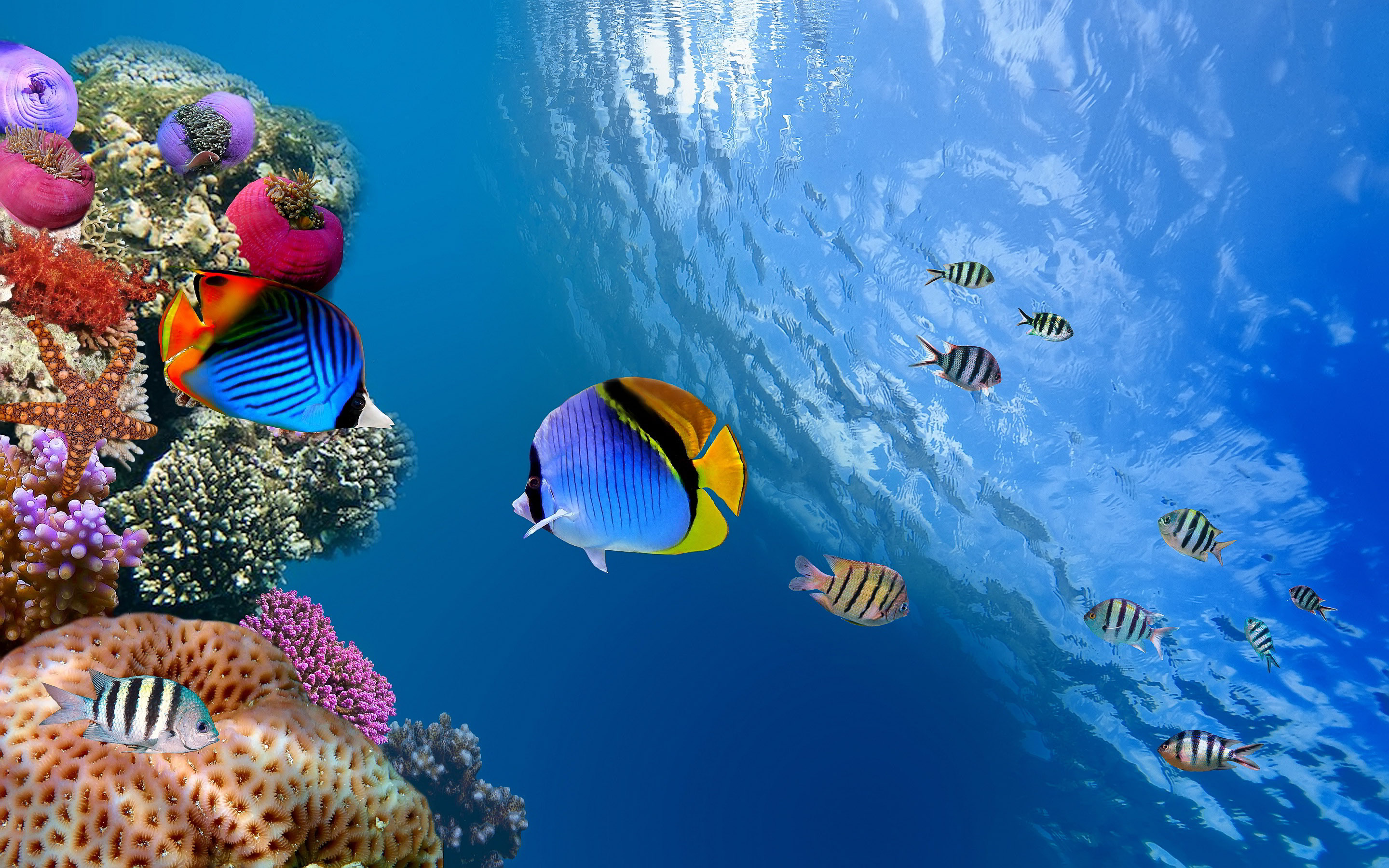 Underwater Wallpaper Fish Under Water Wallpaper & Background Download