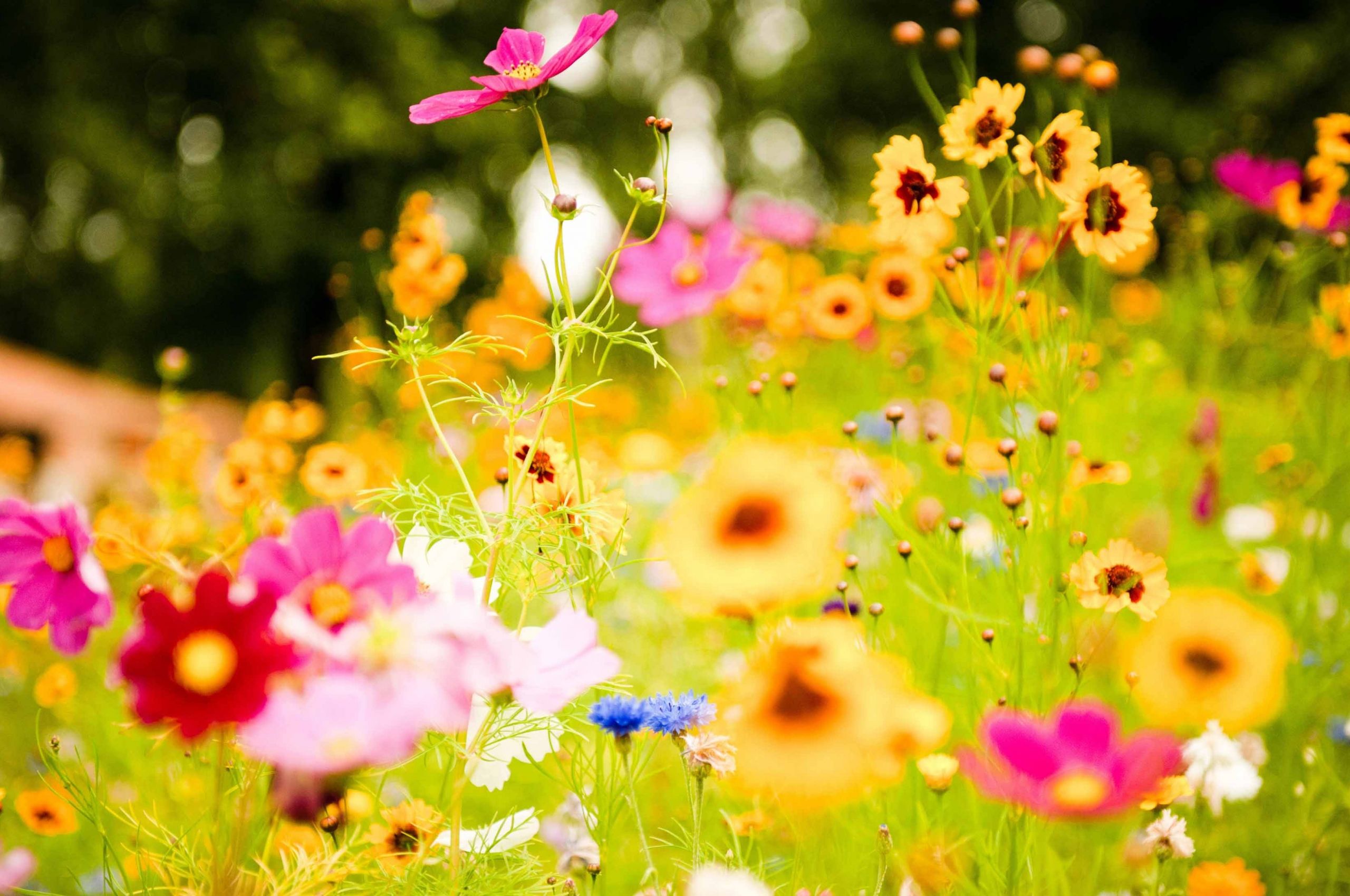 Bright Spring Flowers Desktop Wallpaper Free Bright Spring Flowers Desktop Background