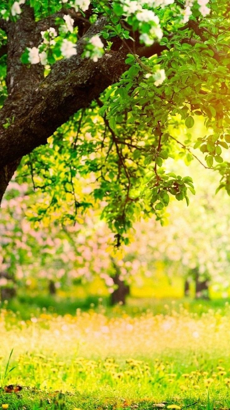 Sunny Spring Day Wallpaper High Definition Wireless Soul. Spring wallpaper, Cool wallpaper for phones, Spring wallpaper hd