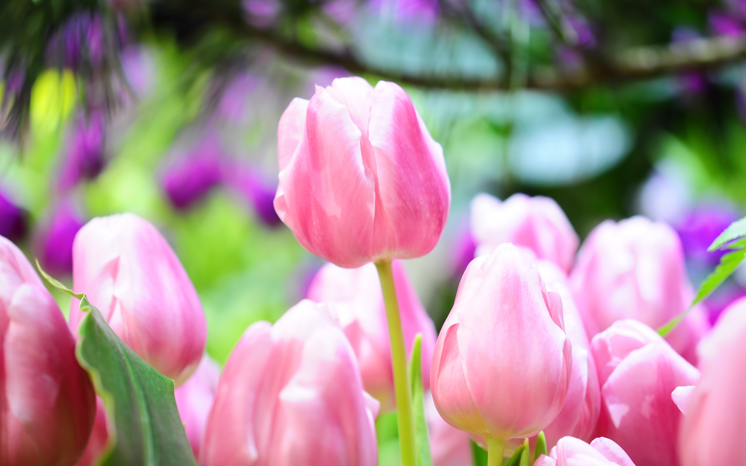 Free download Wallpaper Pink tulip buds bright spring 2560x1600 HD Picture Image [2560x1600] for your Desktop, Mobile & Tablet. Explore Bright Spring Flowers Desktop Wallpaper. Bright Flowers Wallpaper, Wallpaper