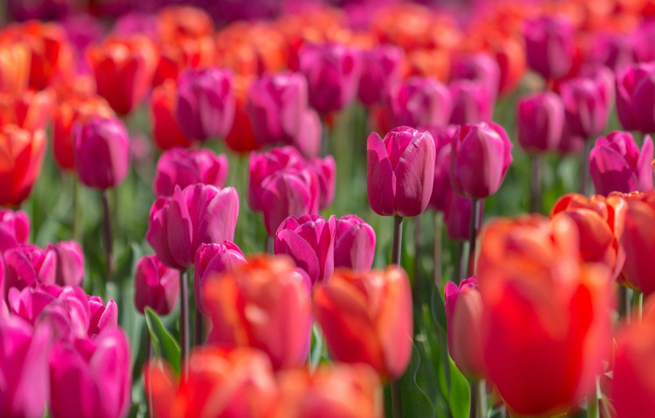 Wallpaper light, flowers, bright, spring, tulips, red, pink, buds, flowerbed, a lot, bokeh, plantation, Tulip field image for desktop, section цветы