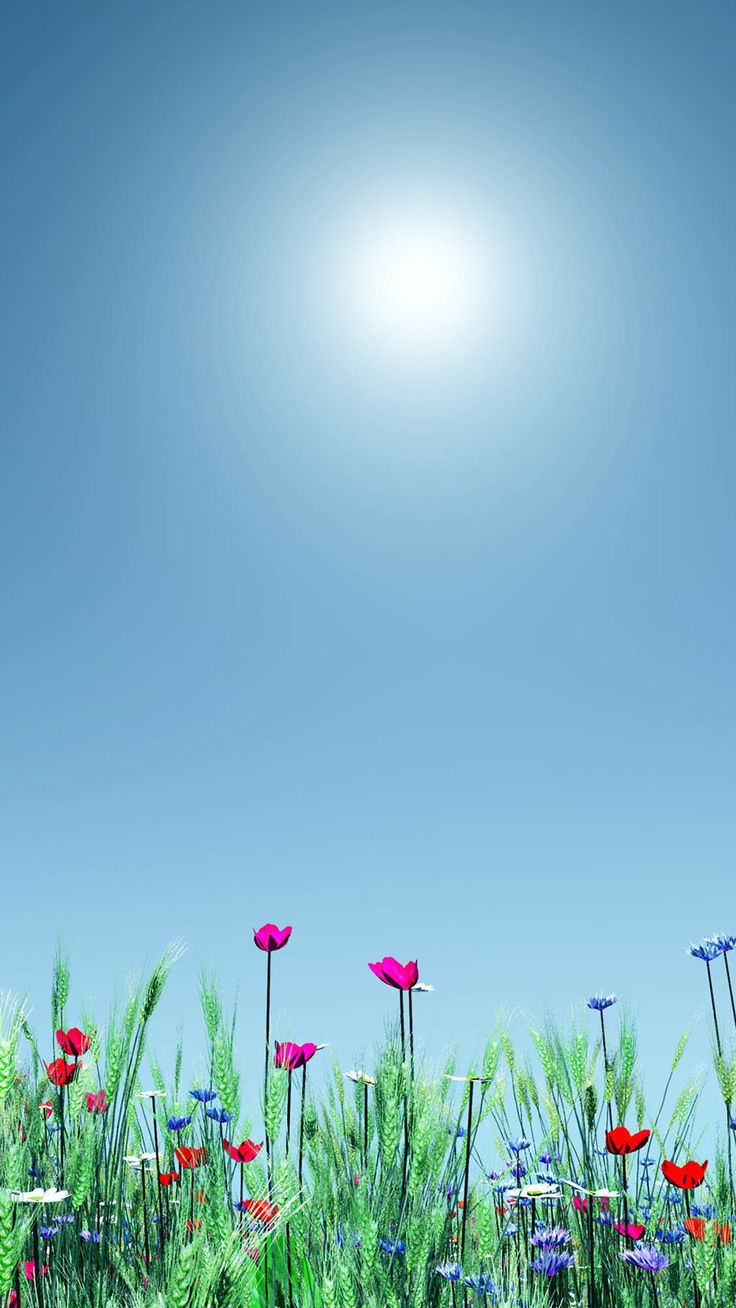Little Wild Flower Sunshine Bright Scenery #iPhone #plus #wallpaper. Spring wallpaper, iPhone spring wallpaper, Sunshine wallpaper