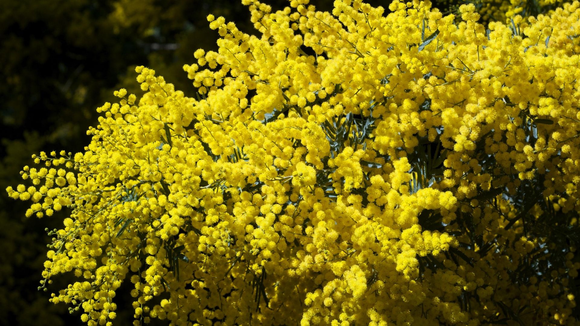 Download wallpaper 1920x1080 mimosa, branches, bushes, fluffy, bright, spring full hd, hdtv, fhd, 1080p HD background