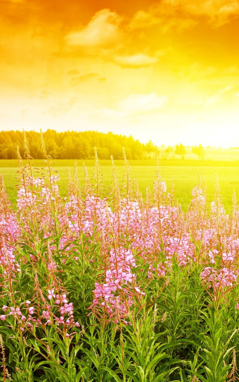 Free download download bright spring sunrise awakens the flowers of spring [2560x1600] for your Desktop, Mobile & Tablet. Explore Bright Spring Flowers Desktop Wallpaper. Bright Flowers Wallpaper, Wallpaper Spring