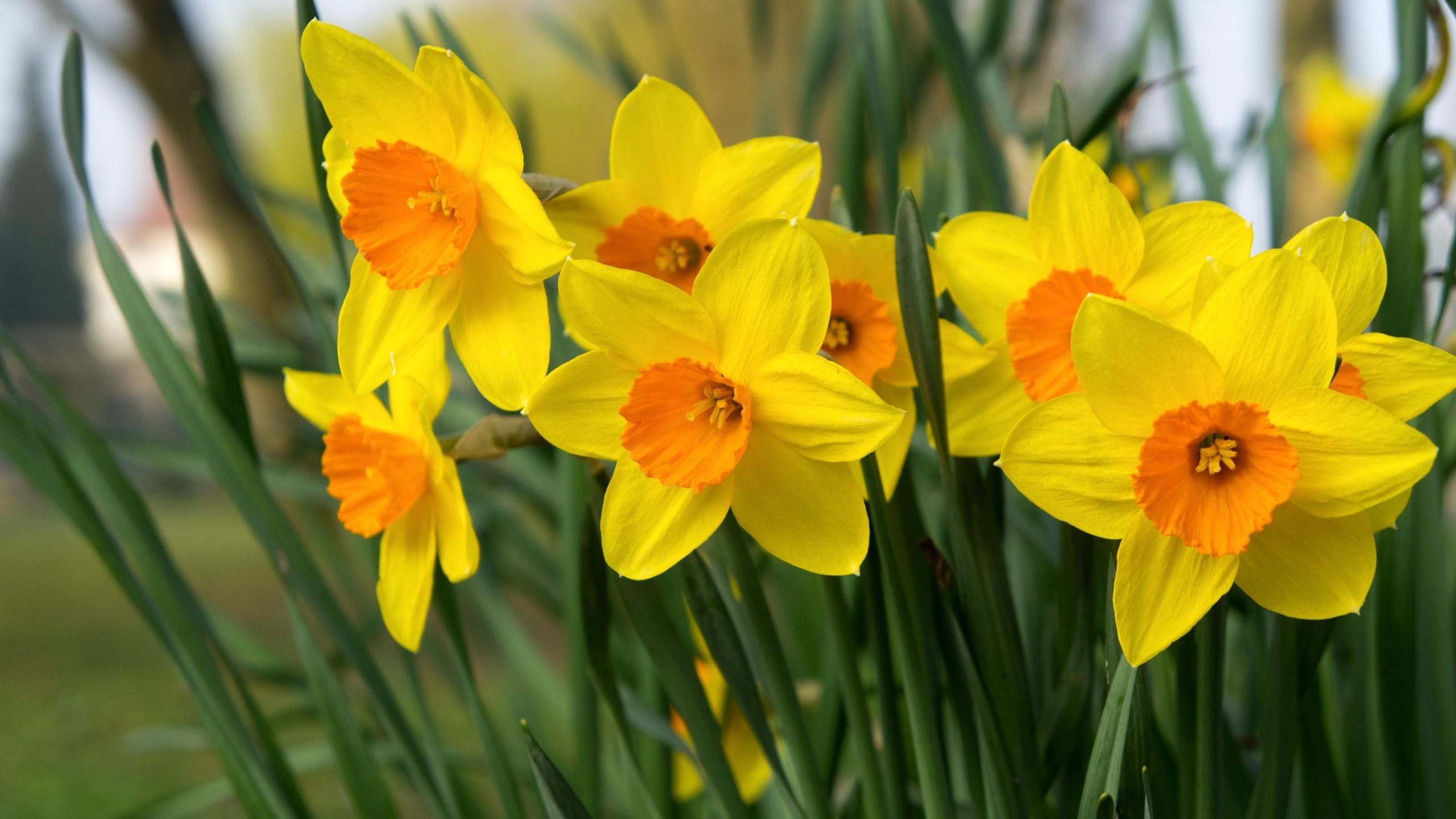 Download wallpaper 2560x1440 daffodils, flowers, bright, flowerbed, spring widescreen 16:9 HD background