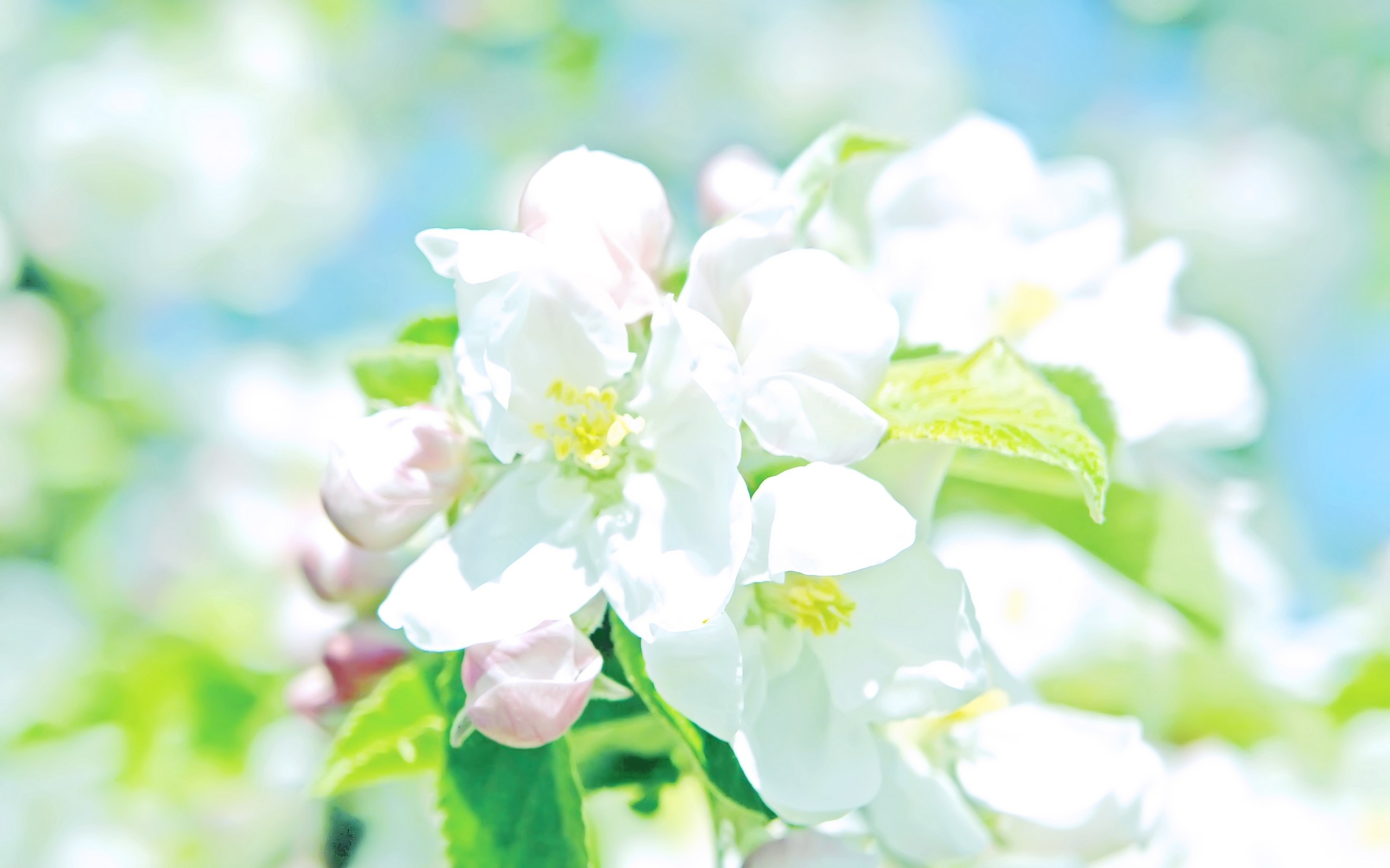 Wallpaper White apple flowers, petals, bright, spring 2560x1600 HD Picture, Image