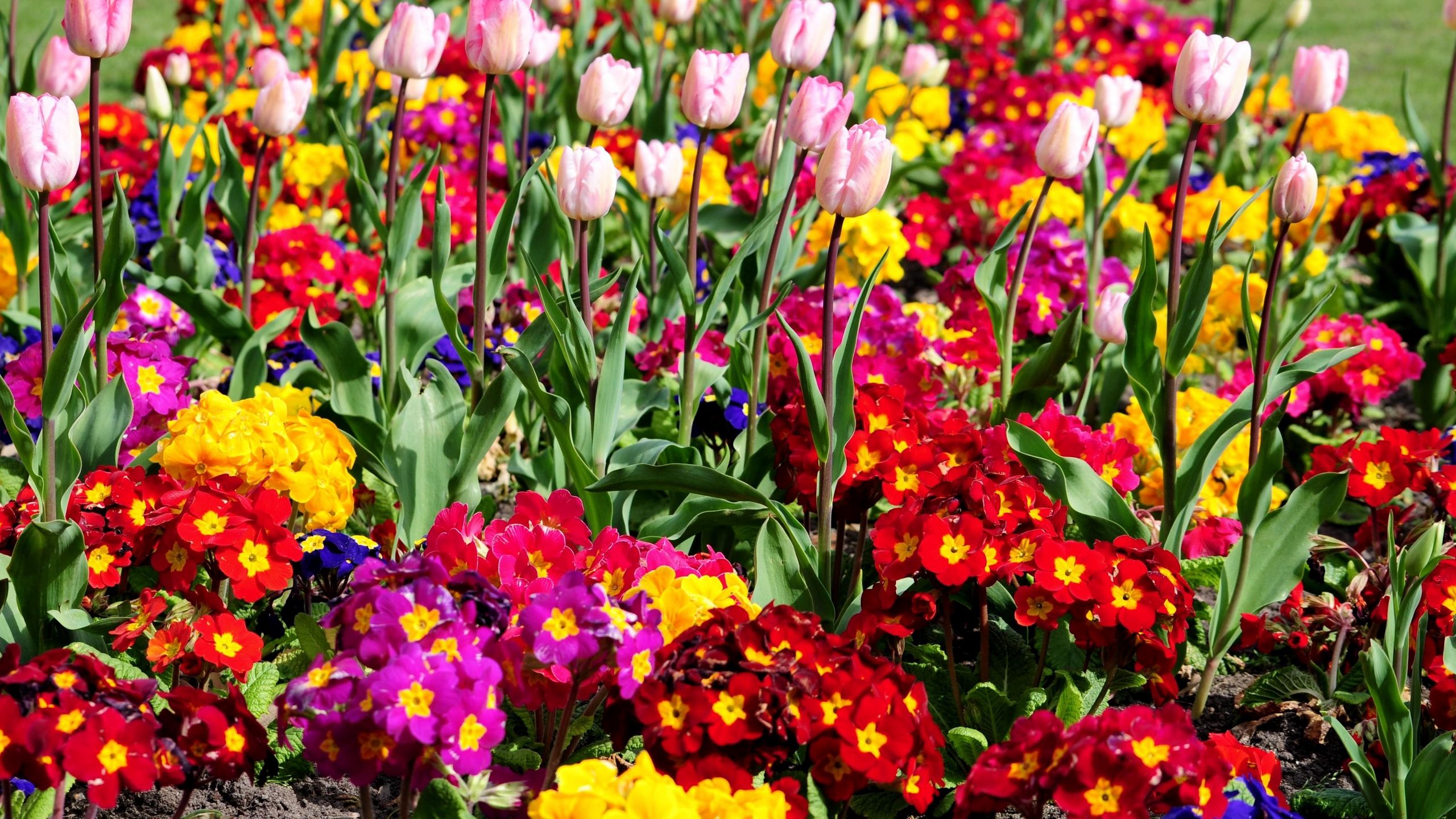 Download wallpaper 2560x1440 tulips, flowers, bright, flowerbed, spring, greens widescreen 16:9 HD background