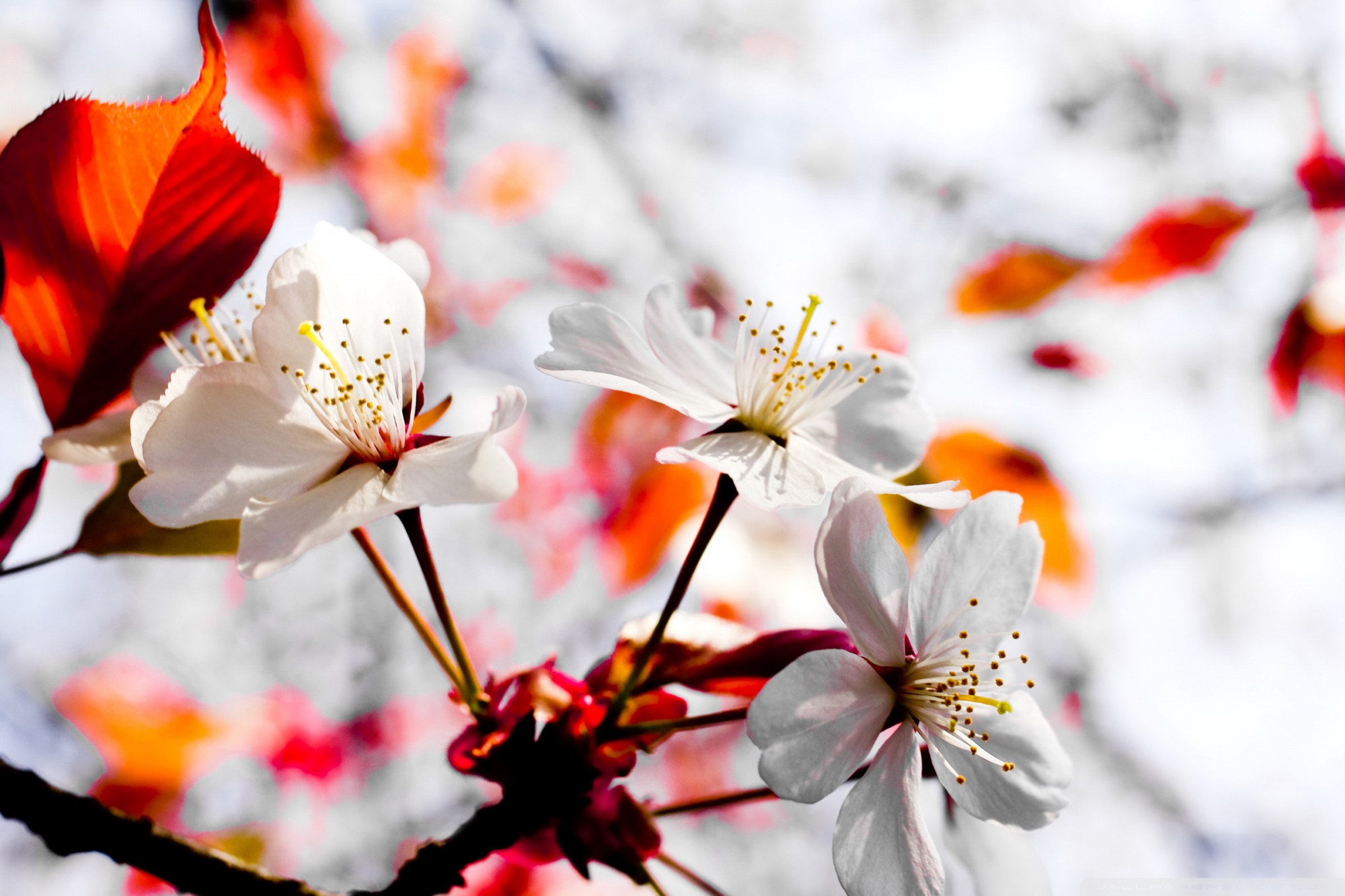 Spring Season Flowers Ultra HD Desktop Background Wallpaper for 4K UHD TV, Multi Display, Dual Monitor, Tablet