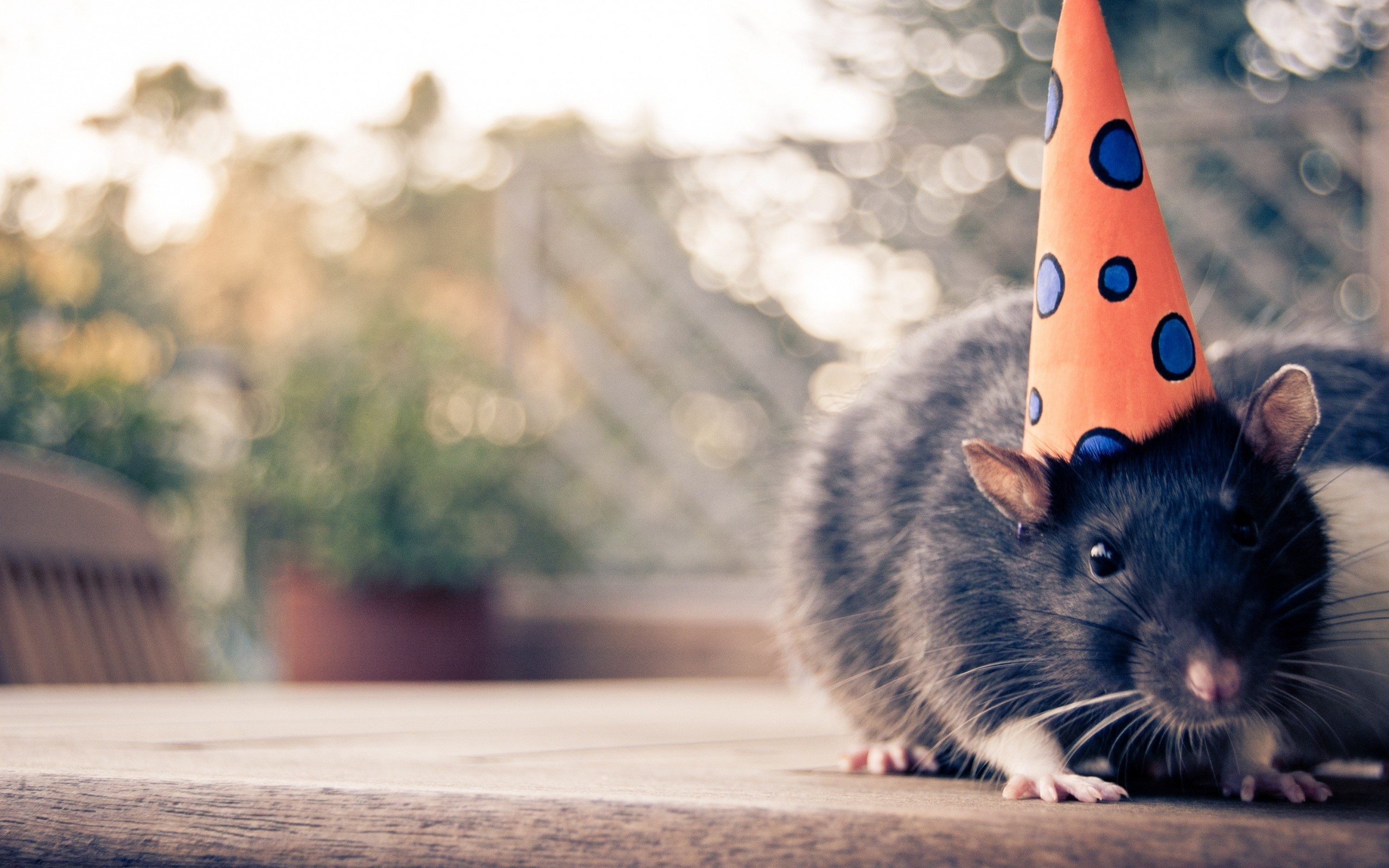 Mouse with a party hat wallpaperx1600