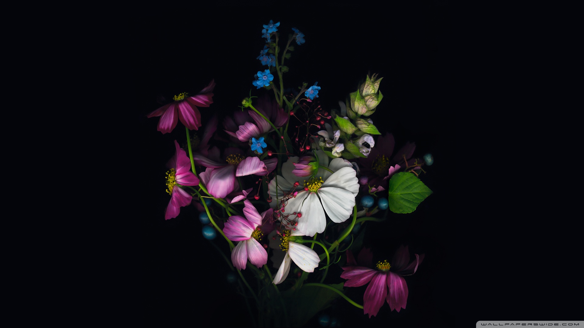 Apple Flower Wallpapers Wallpaper Cave