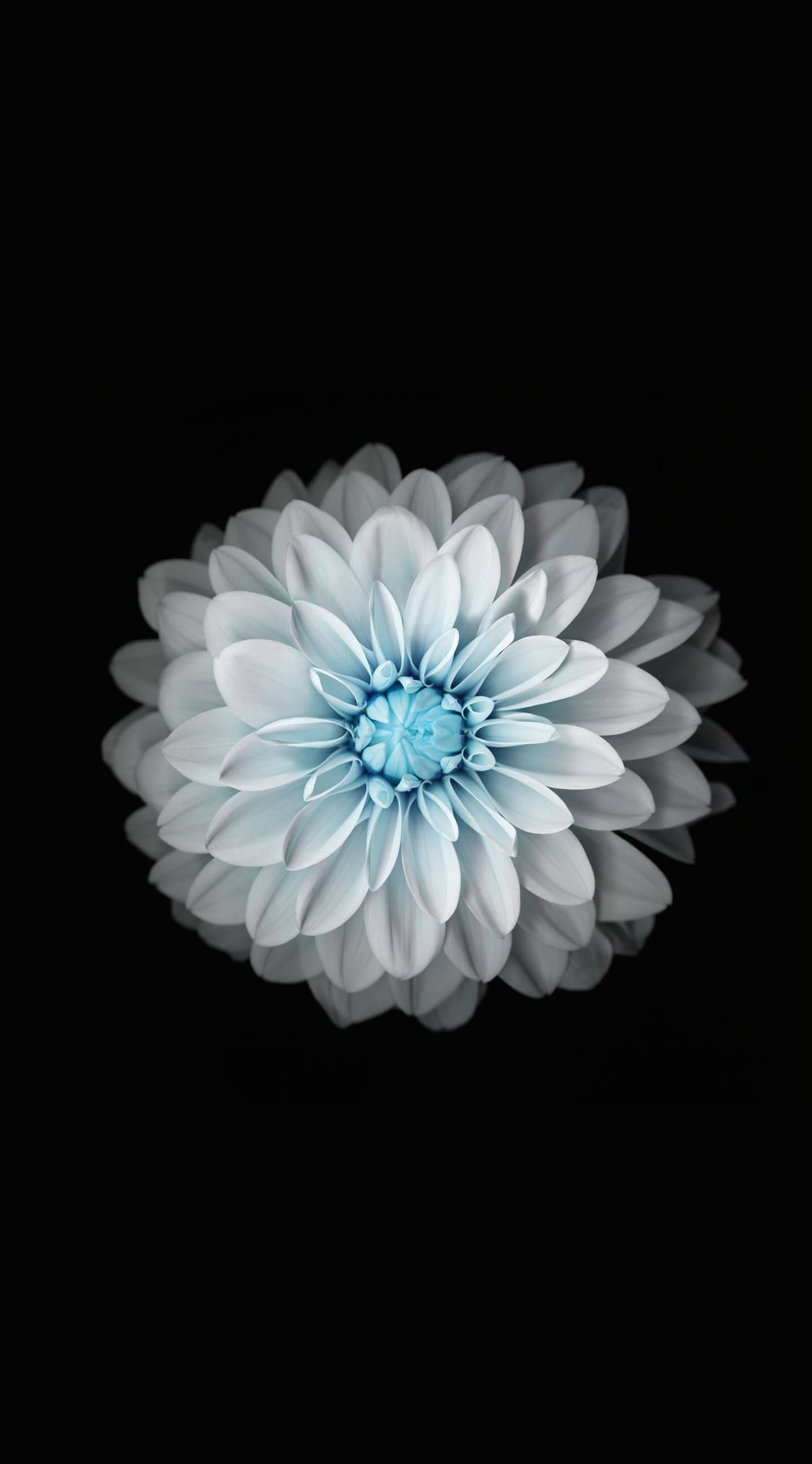 Apple Flower Wallpapers Wallpaper Cave