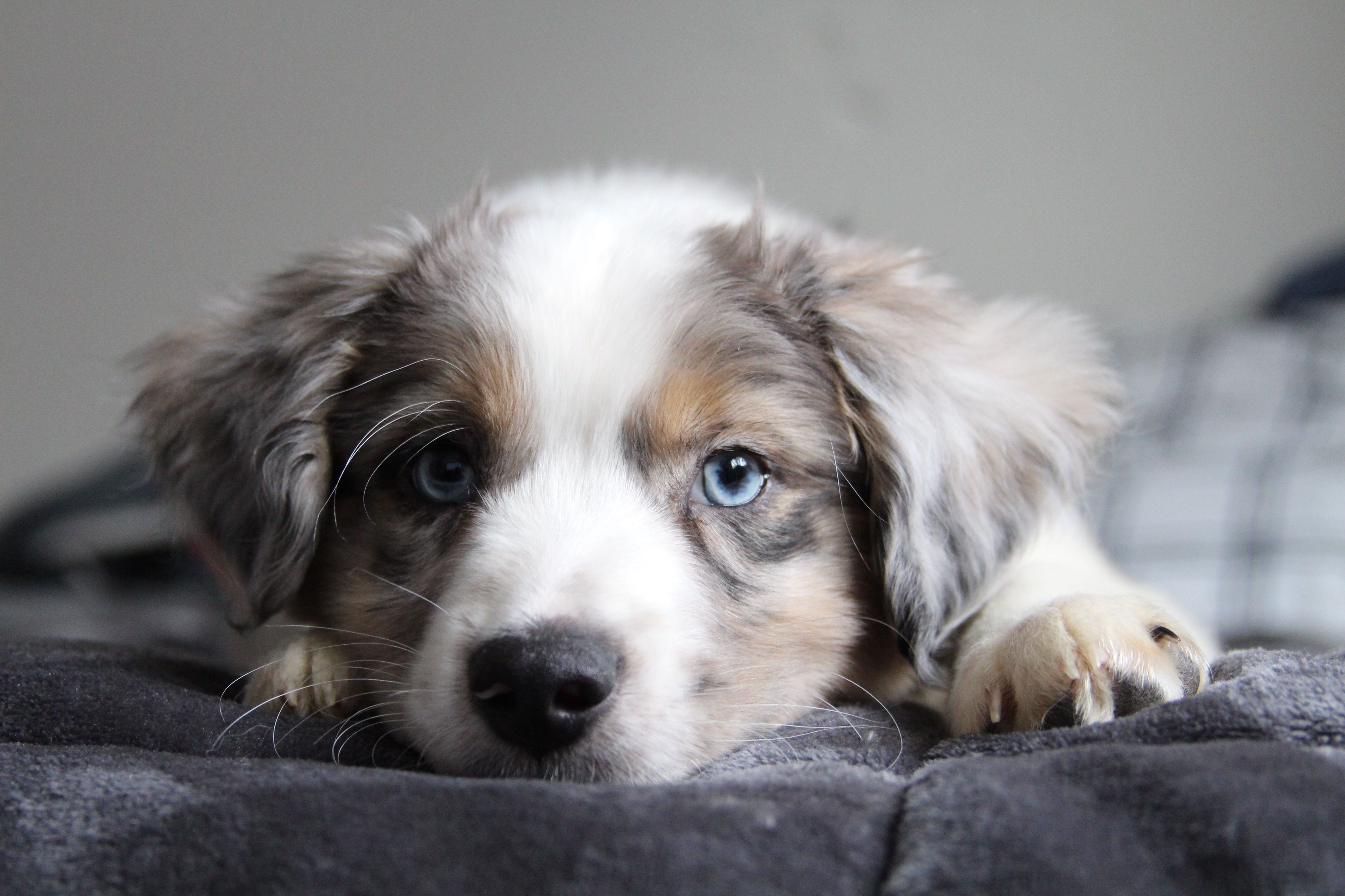 A New Blue Eyed Pup In The House #Cute