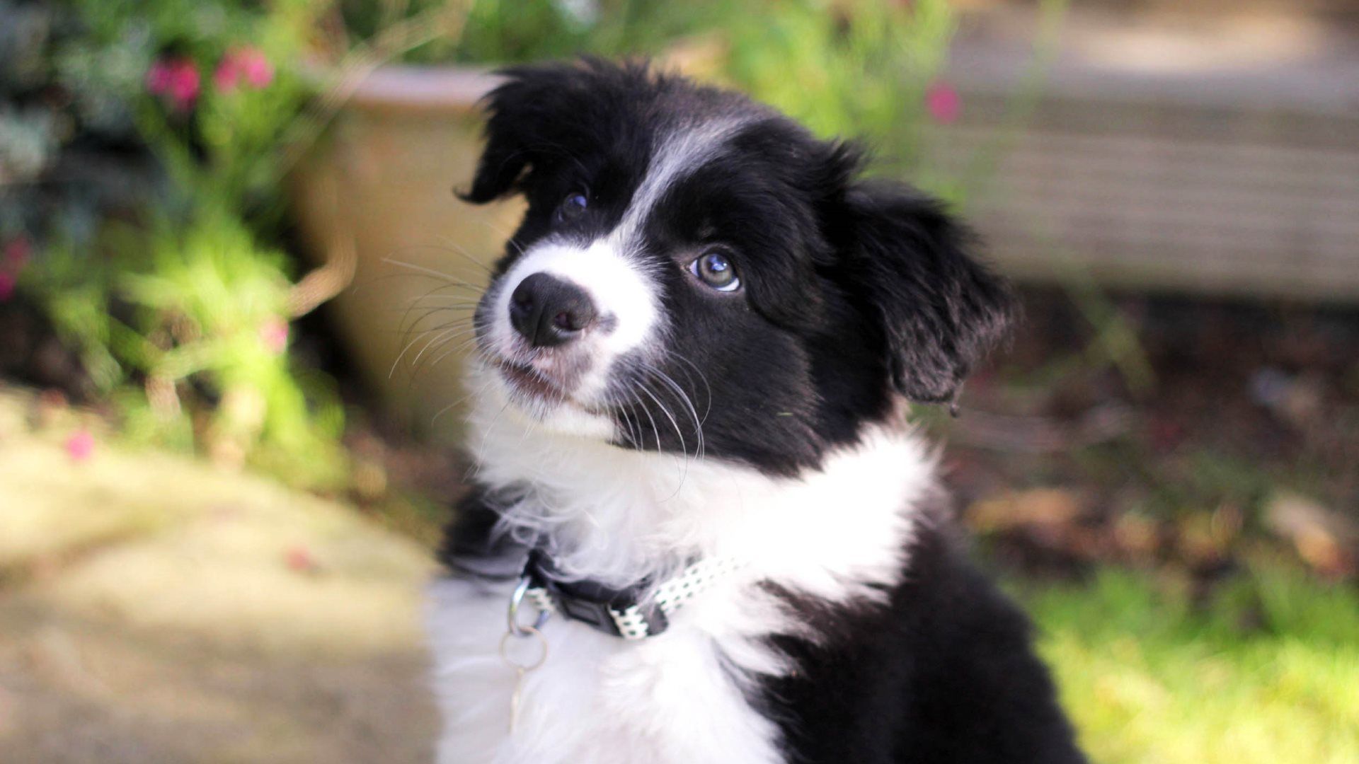 Border Collie Puppies Wallpapers - Wallpaper Cave