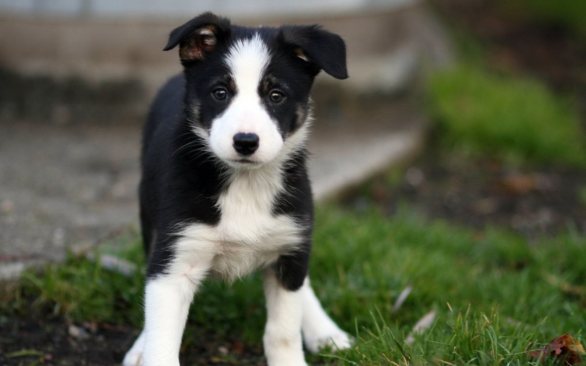 Free download Animals Dogs Beautiful Border Collie puppy goes on the grass 051169 [1920x1200] for your Desktop, Mobile & Tablet. Explore Dog Wallpaper Borders Sale. Dog Wallpaper for Walls