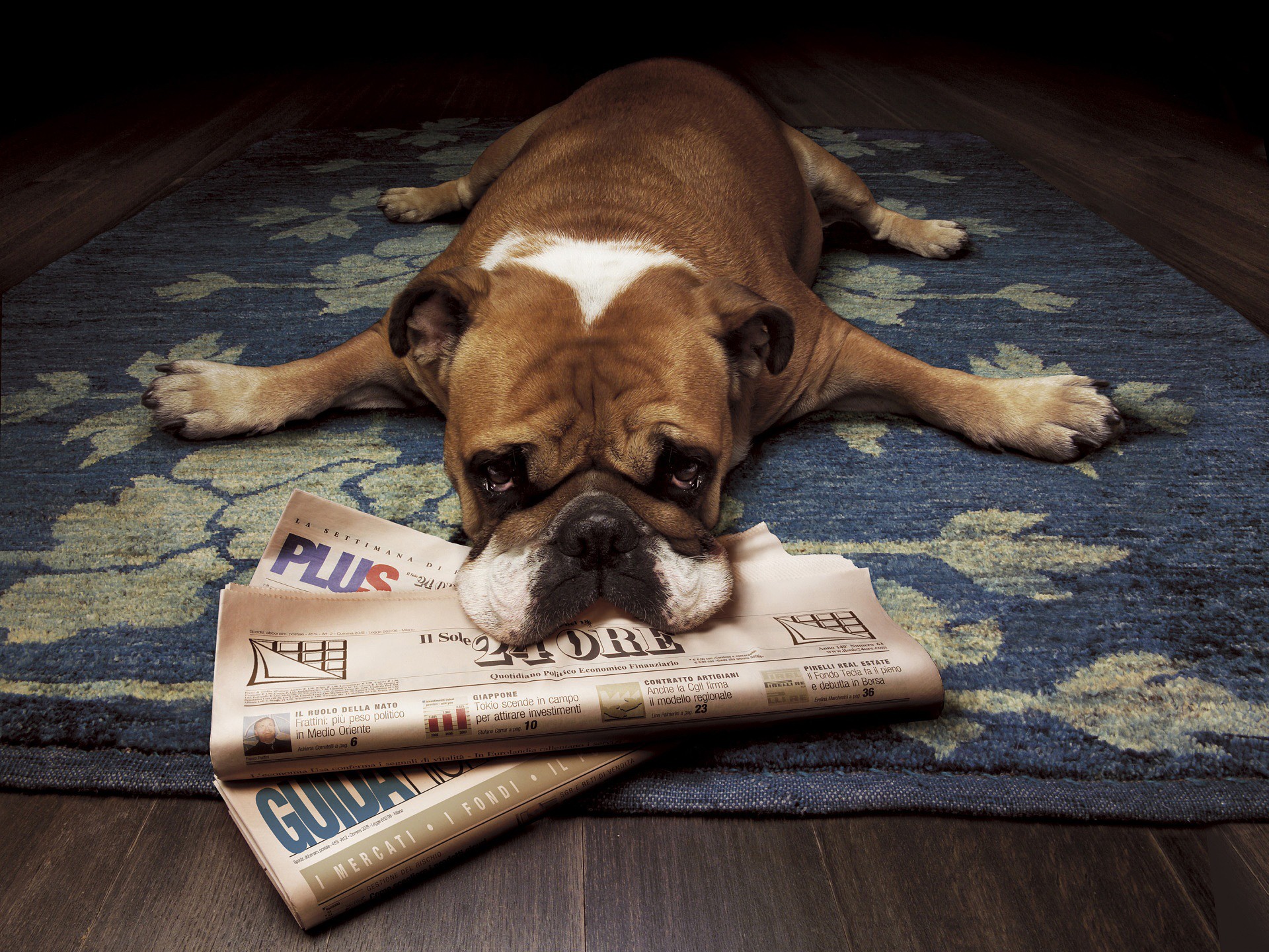 animals, Dogs, Bulldog, Newspapers, English, Bulldog Wallpaper HD / Desktop and Mobile Background