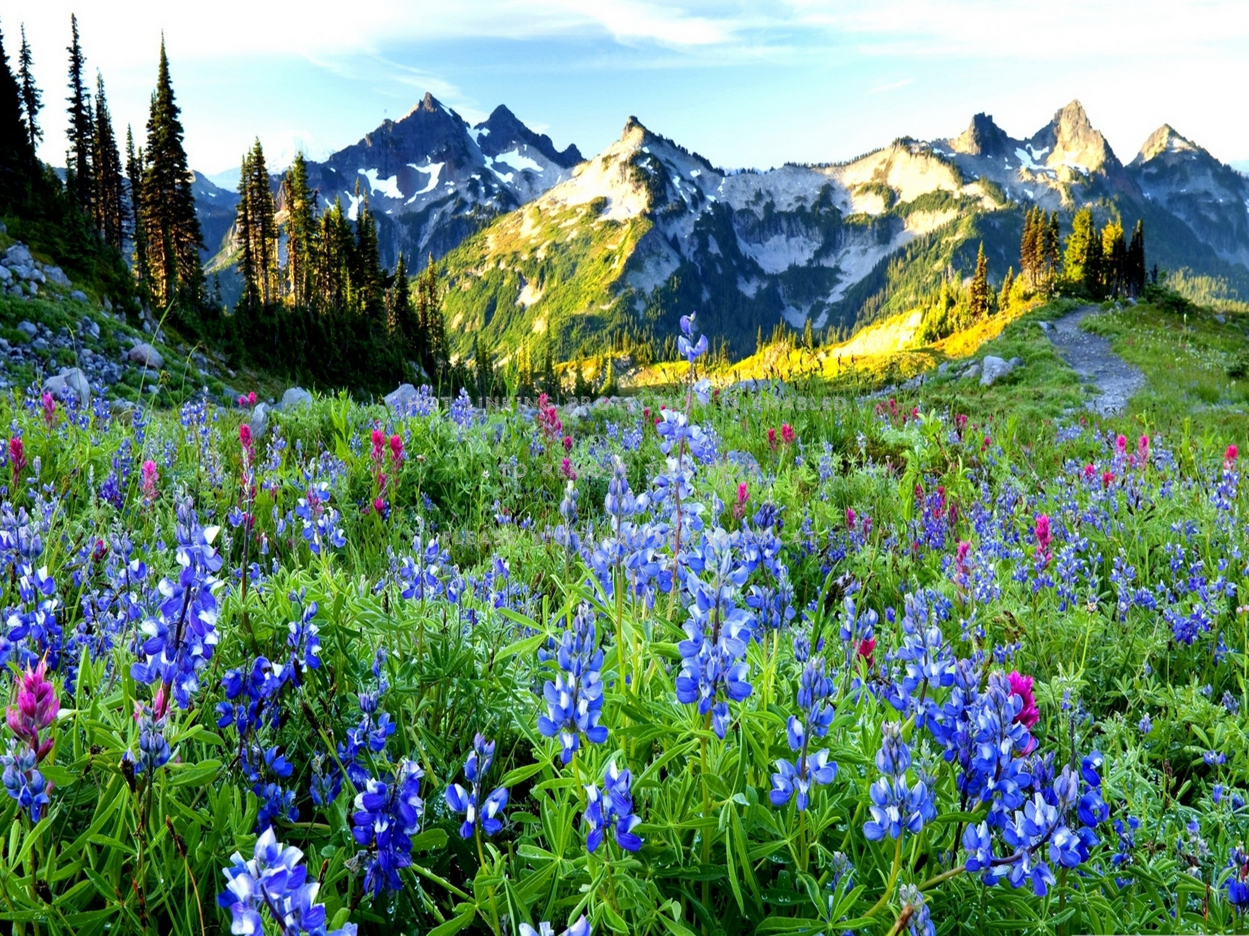 mountain flowers sunny meadow nature snowy