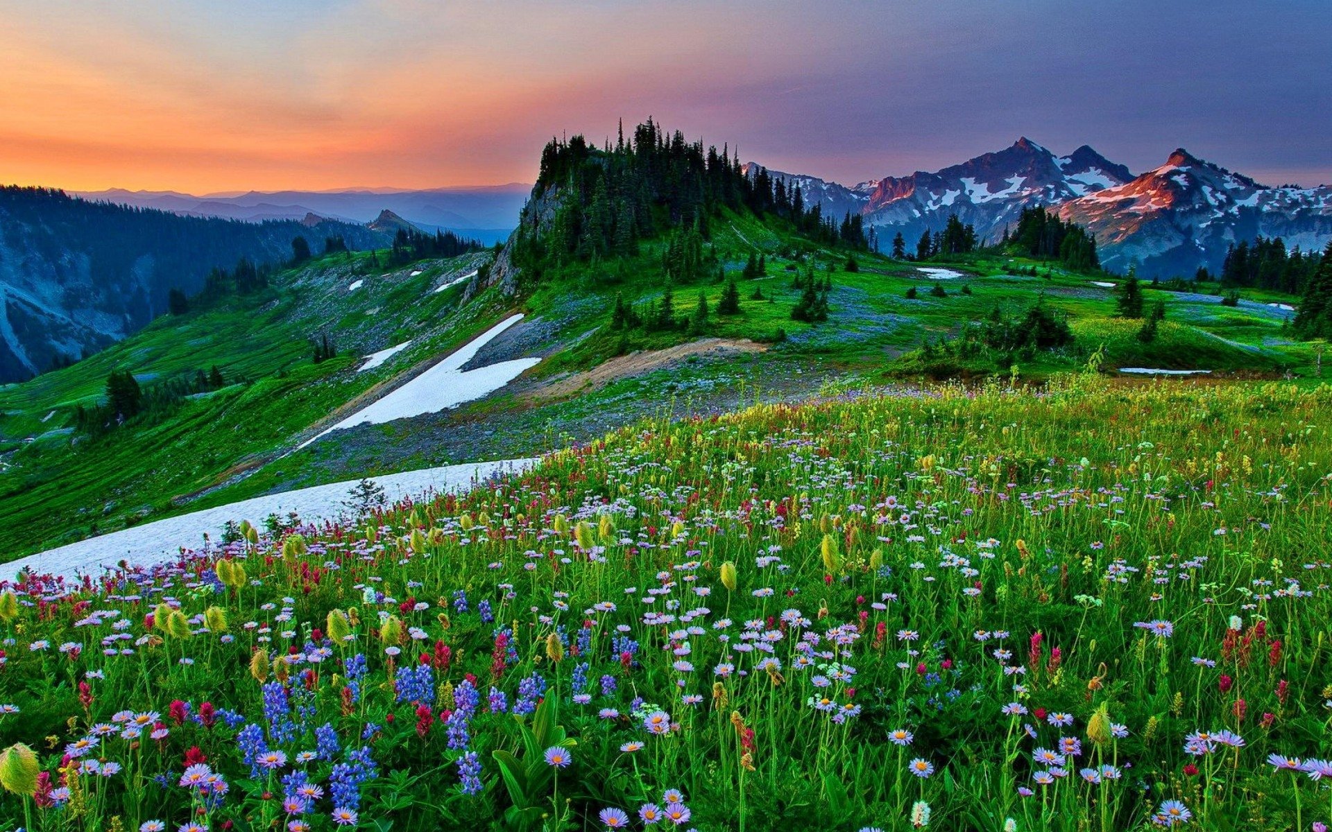 Mountain Flowers in the Spring HD Wallpaper