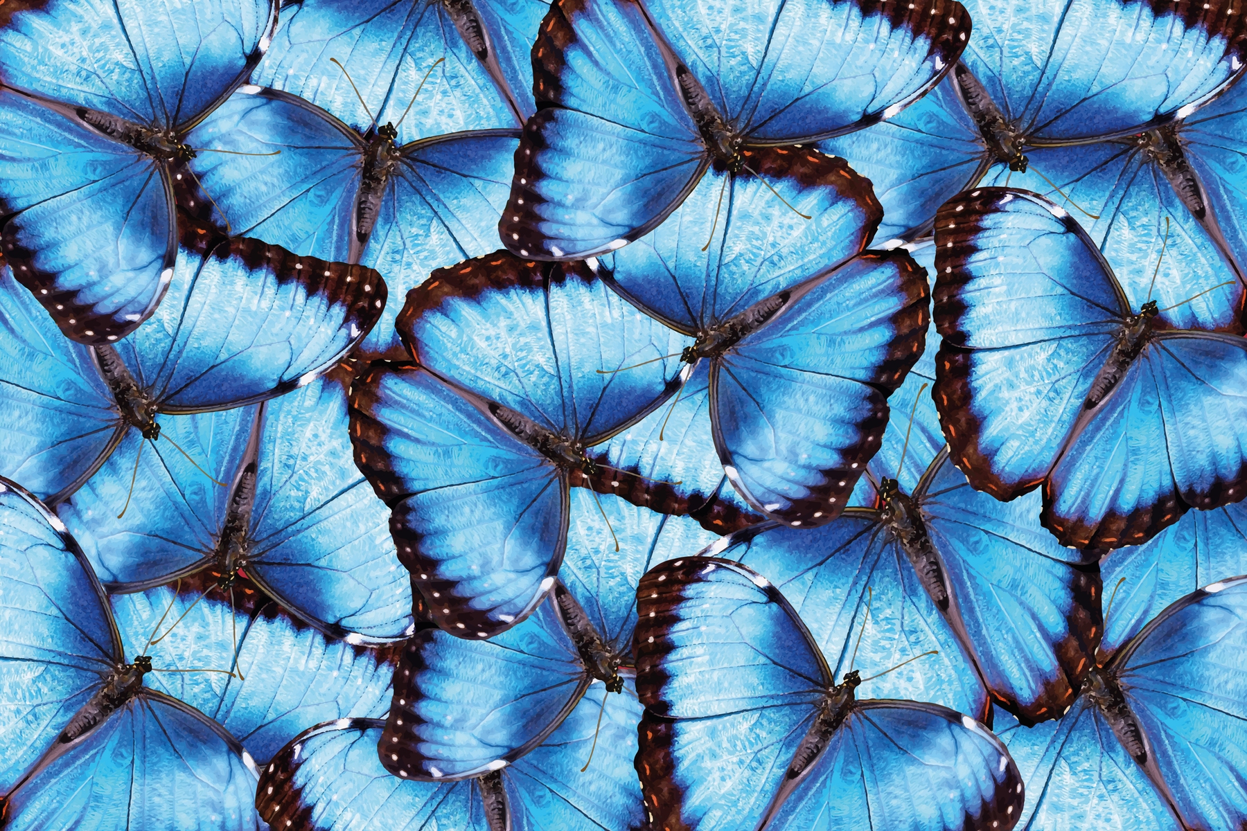 Buy Blue Morpho Butterfly wallpaper
